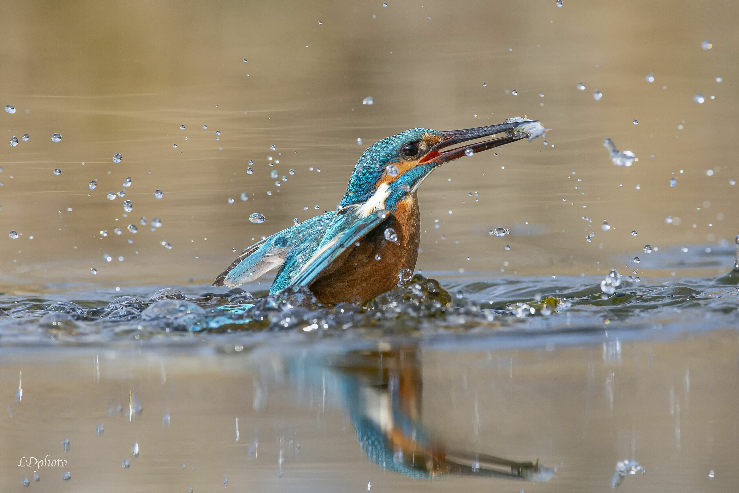 Martin pescatore (Alcedo atthis)
