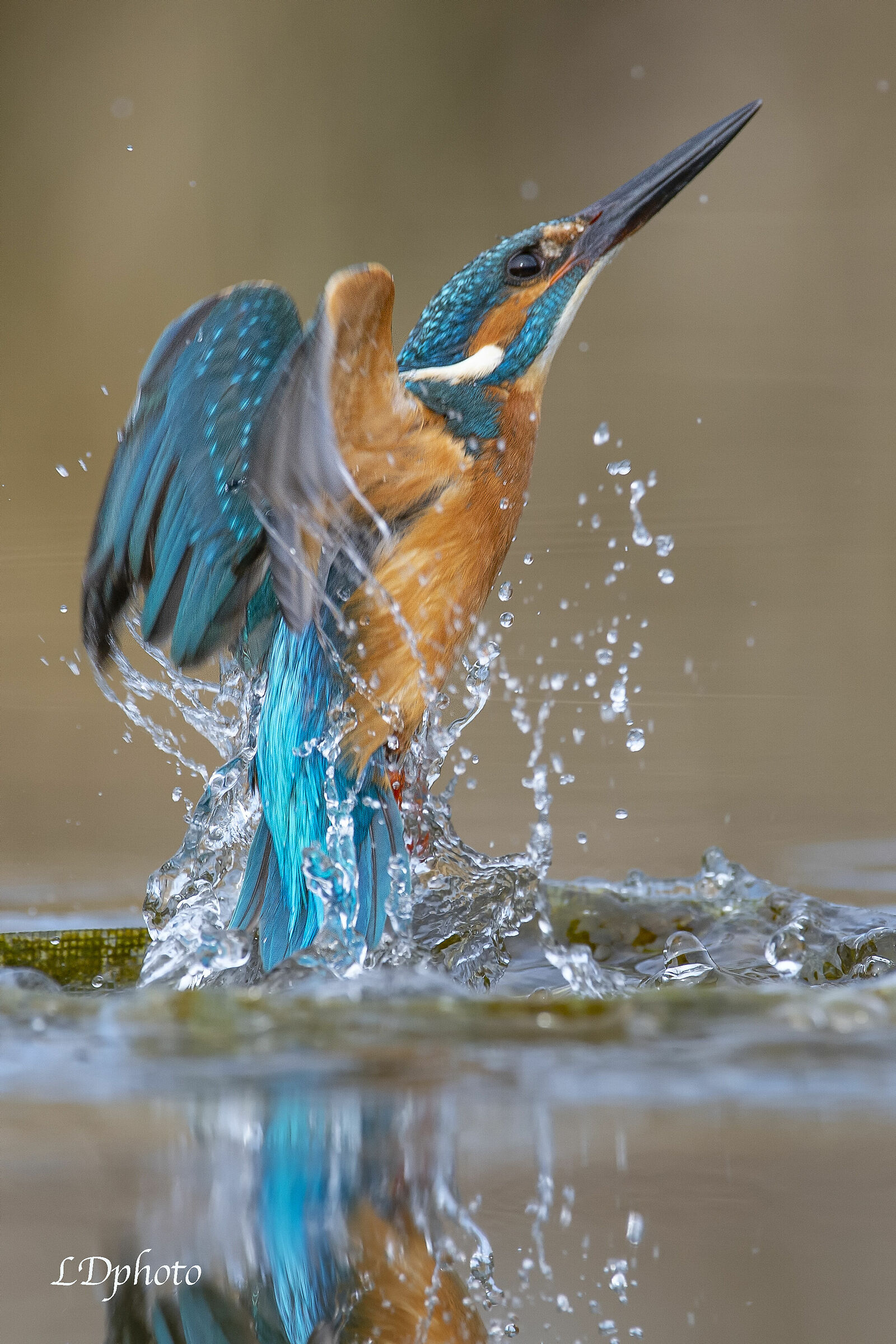 Martin pescatore (Alcedo atthis)