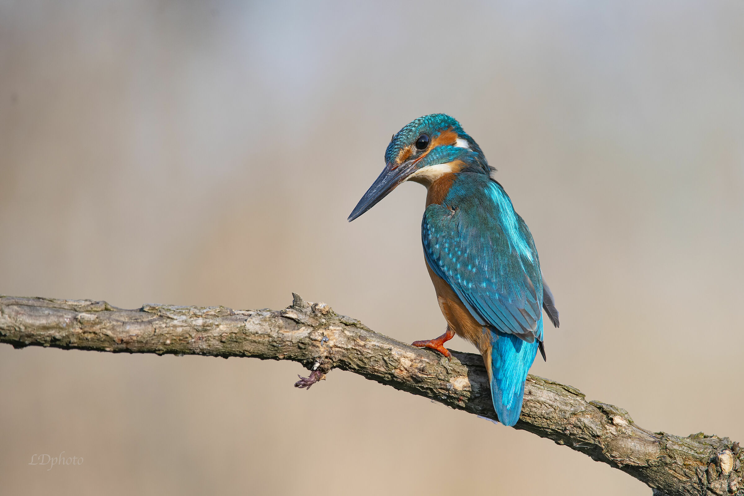 Martin pescatore (Alcedo atthis)