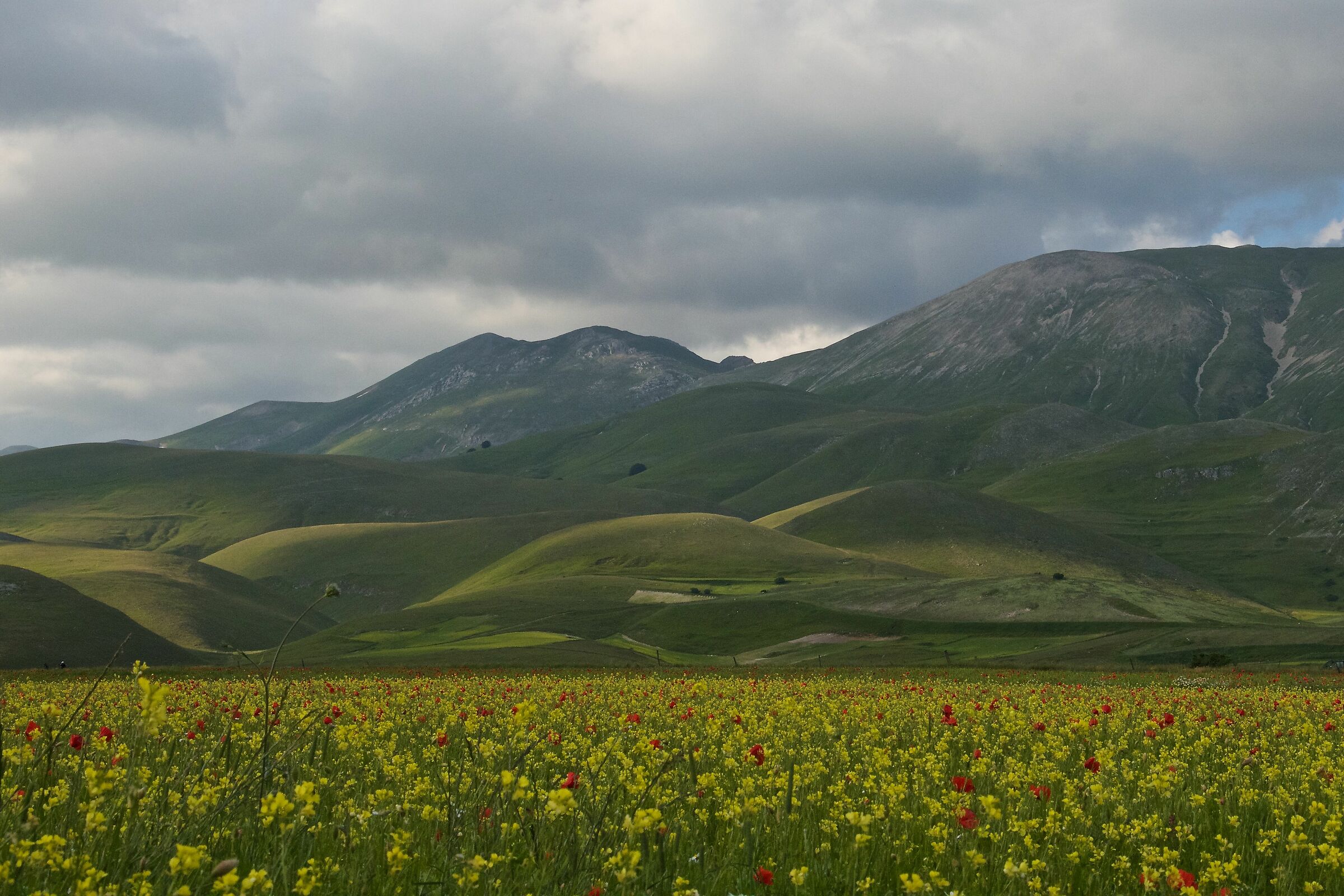 castelluccio in fiore