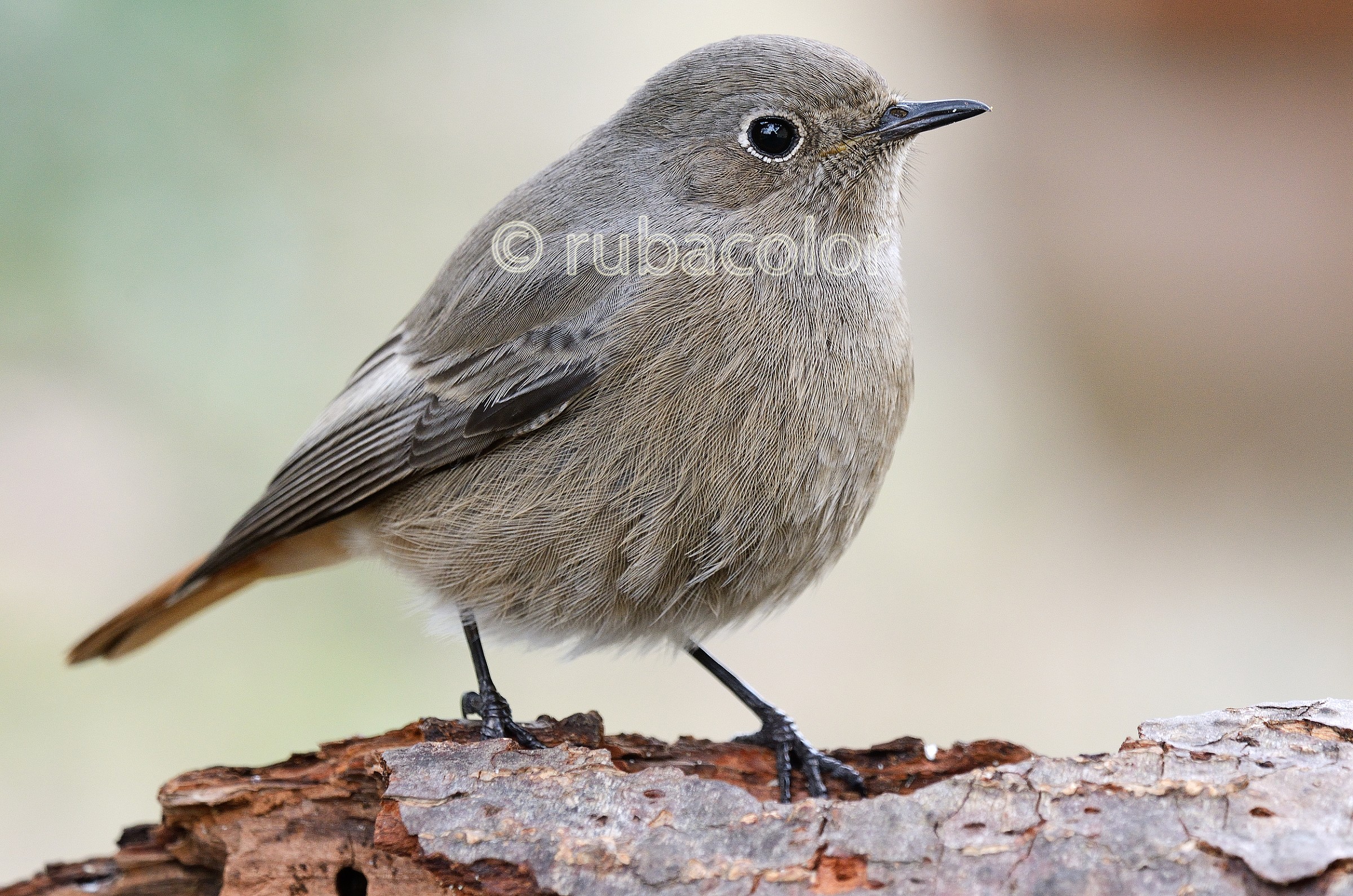 Le penne del codirosso