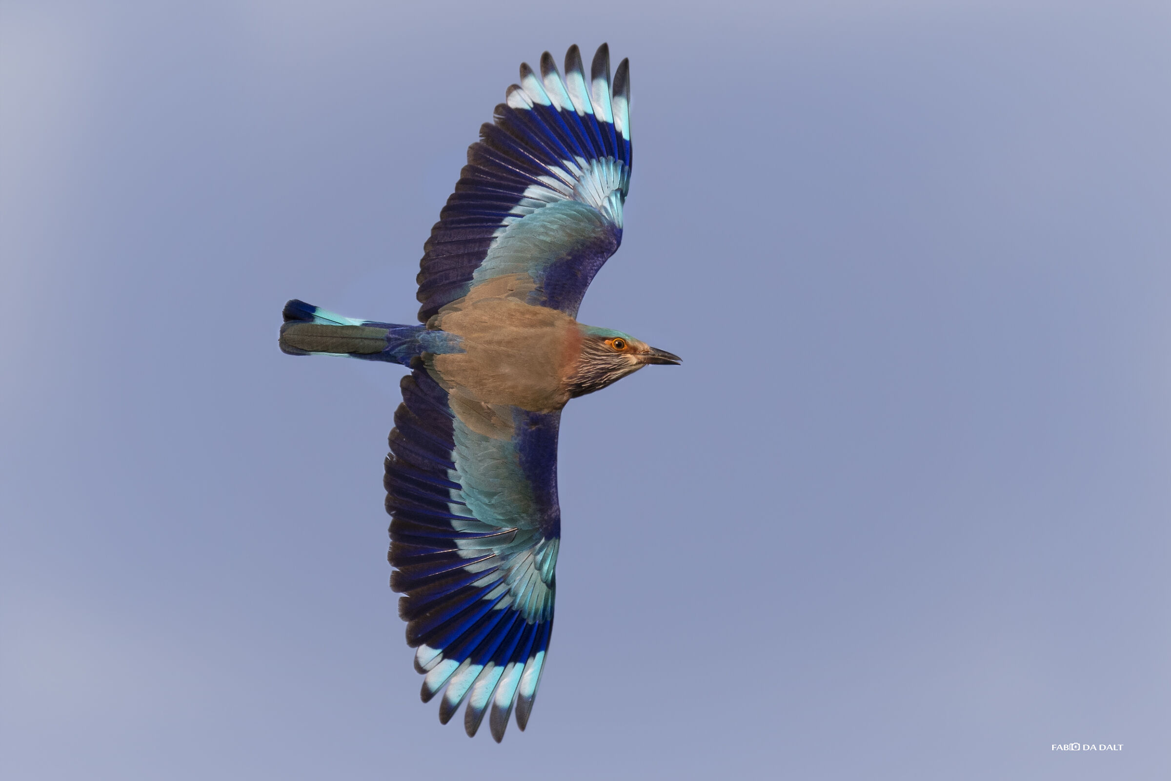 Ghiandaia Marina Indiana