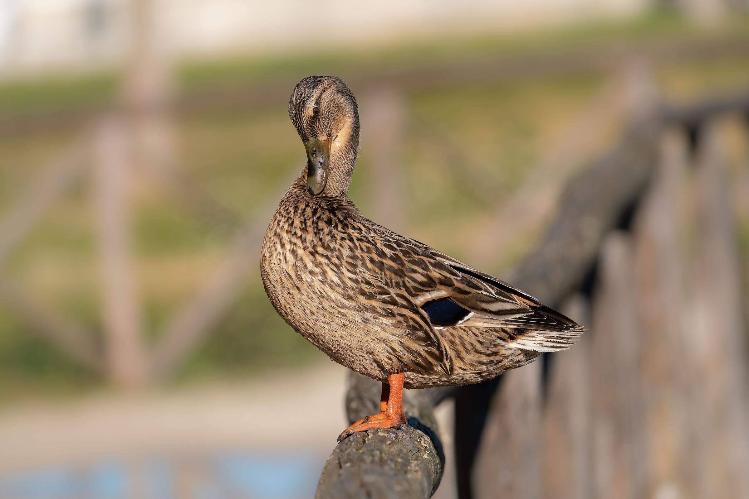Duck