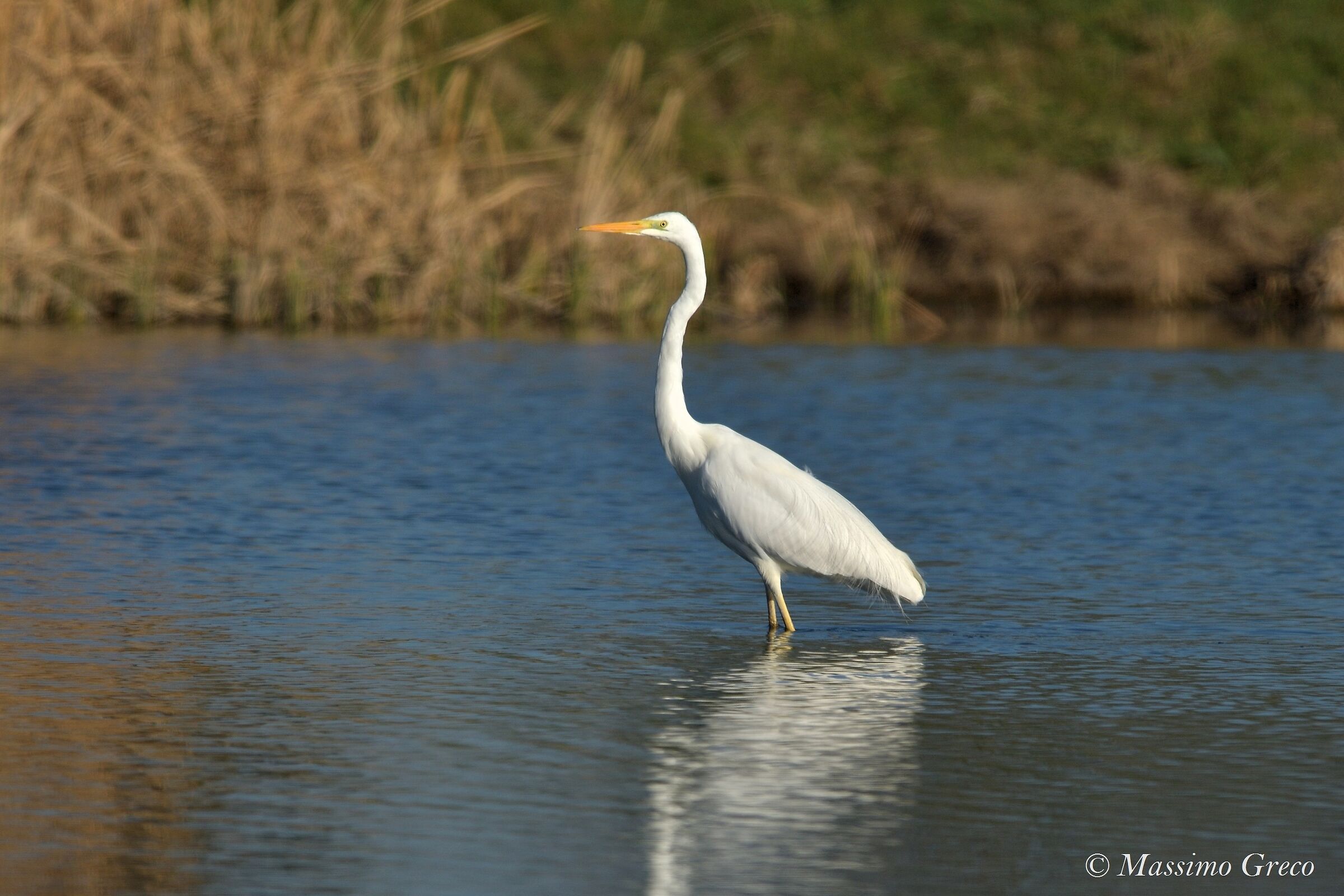 Major white heron