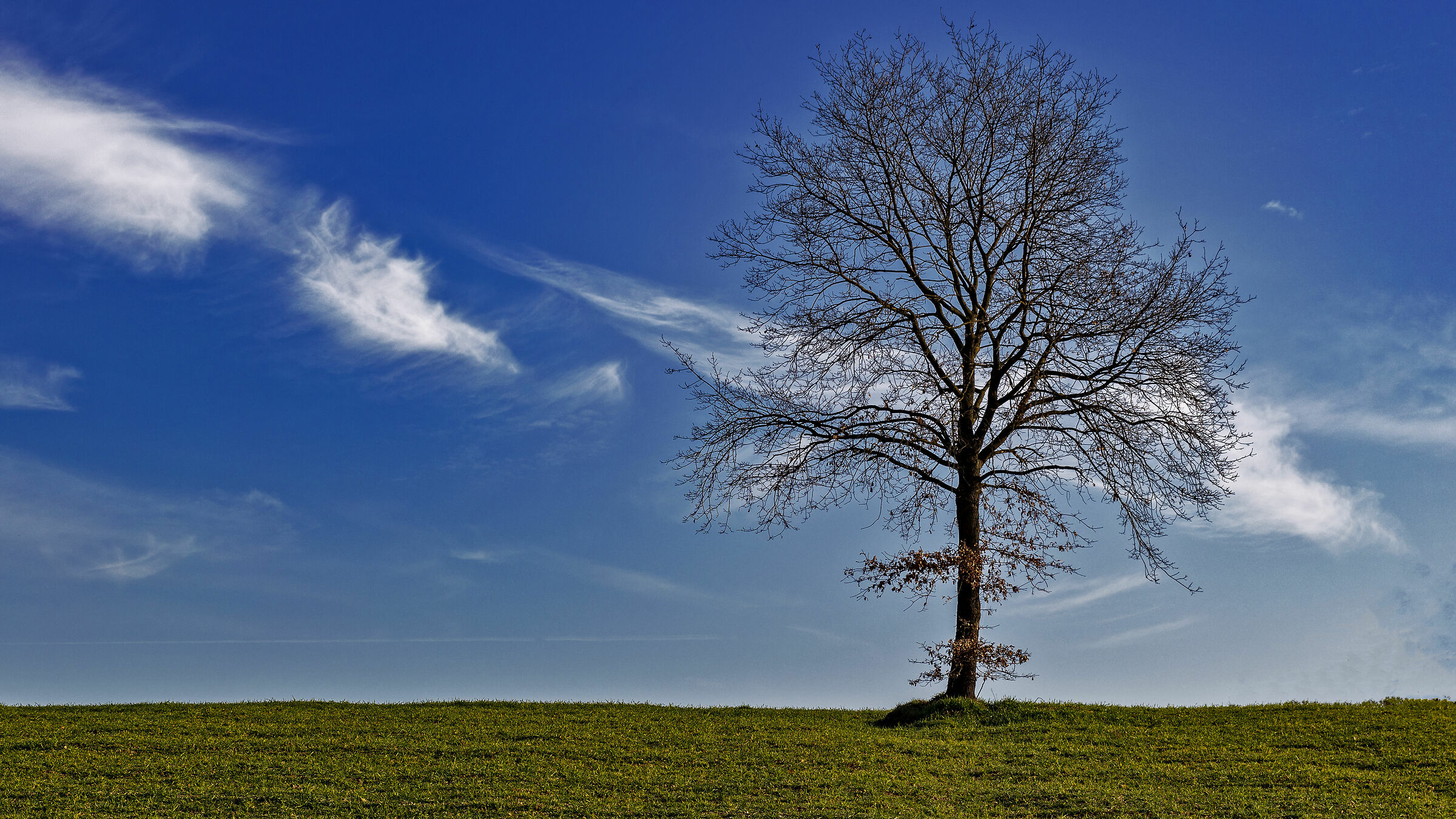 La mia pianta preferita