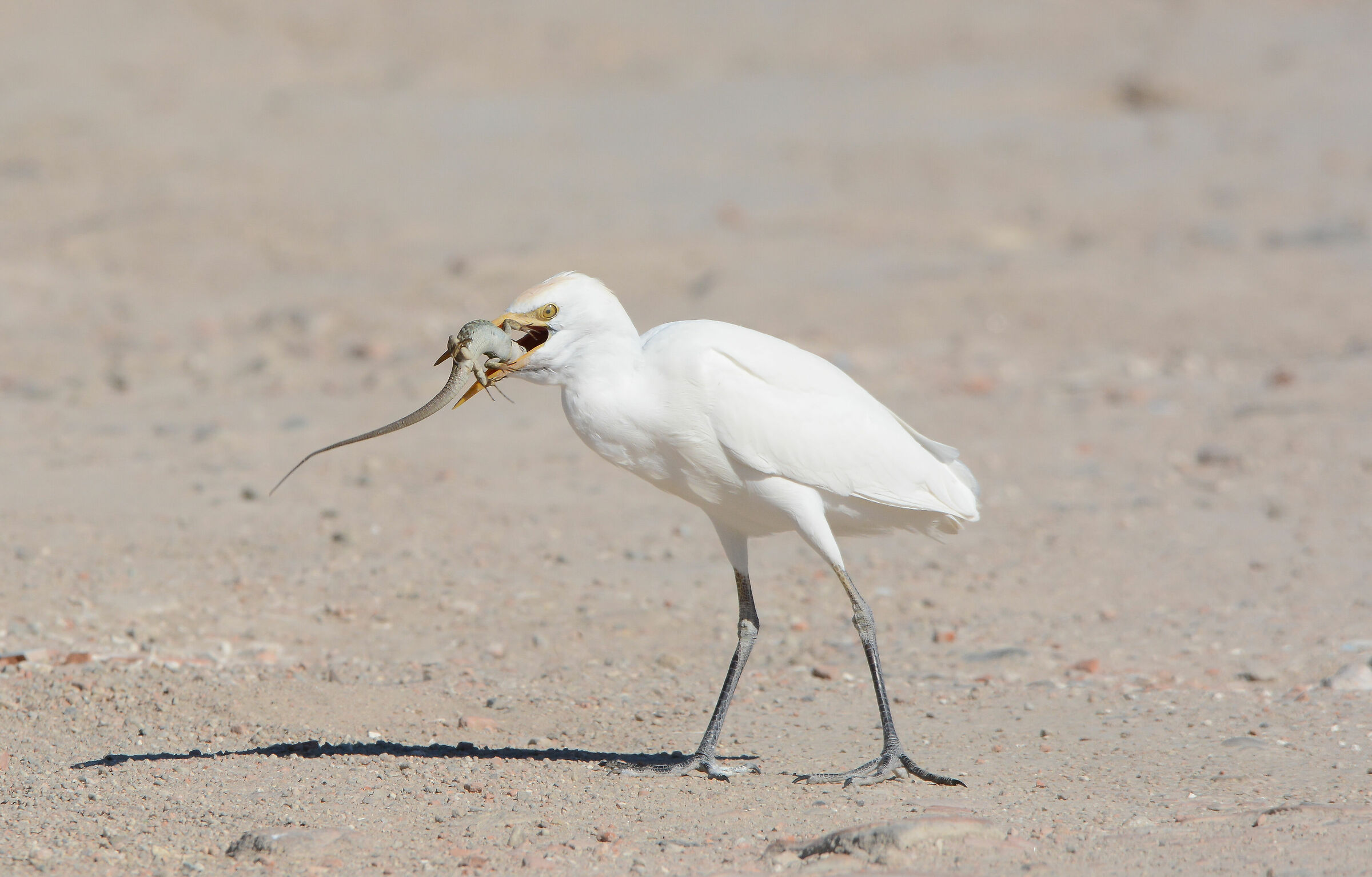 Heron guardbuoi with prey