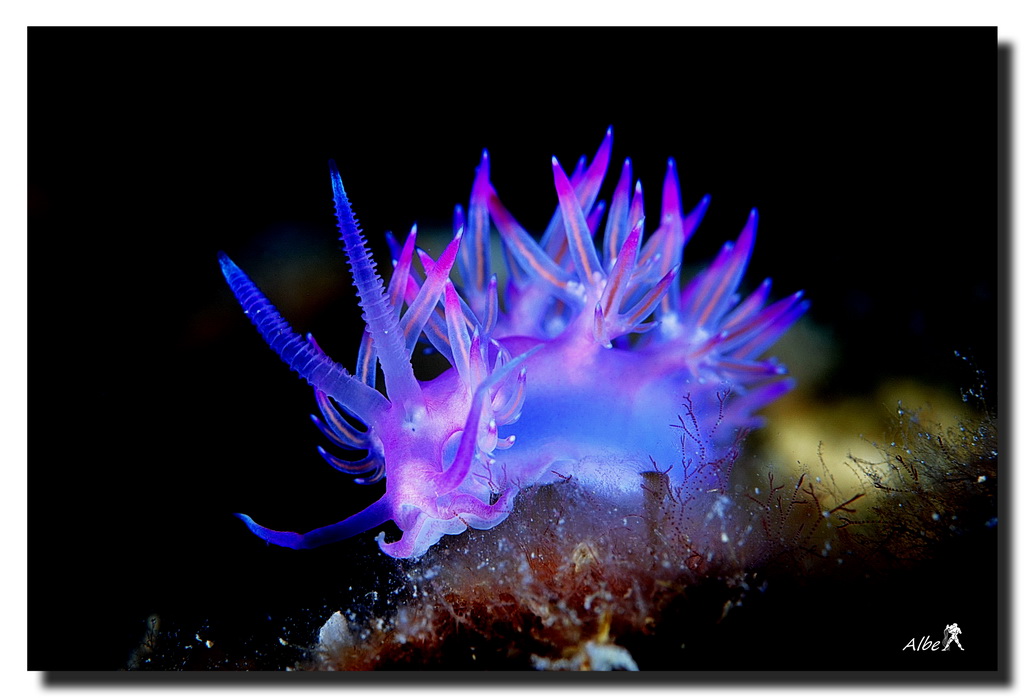 nudi
