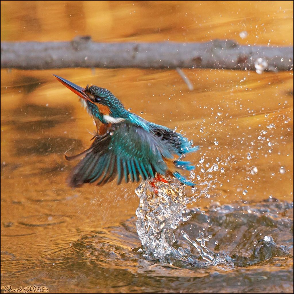 Un tuffo al tramonto