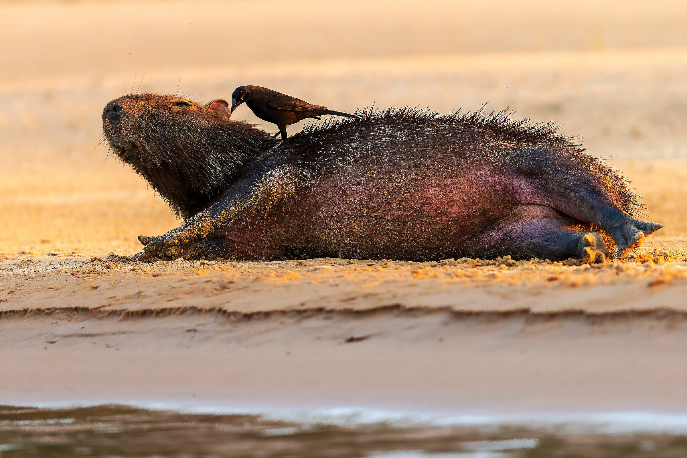 ...raccontala giusta...