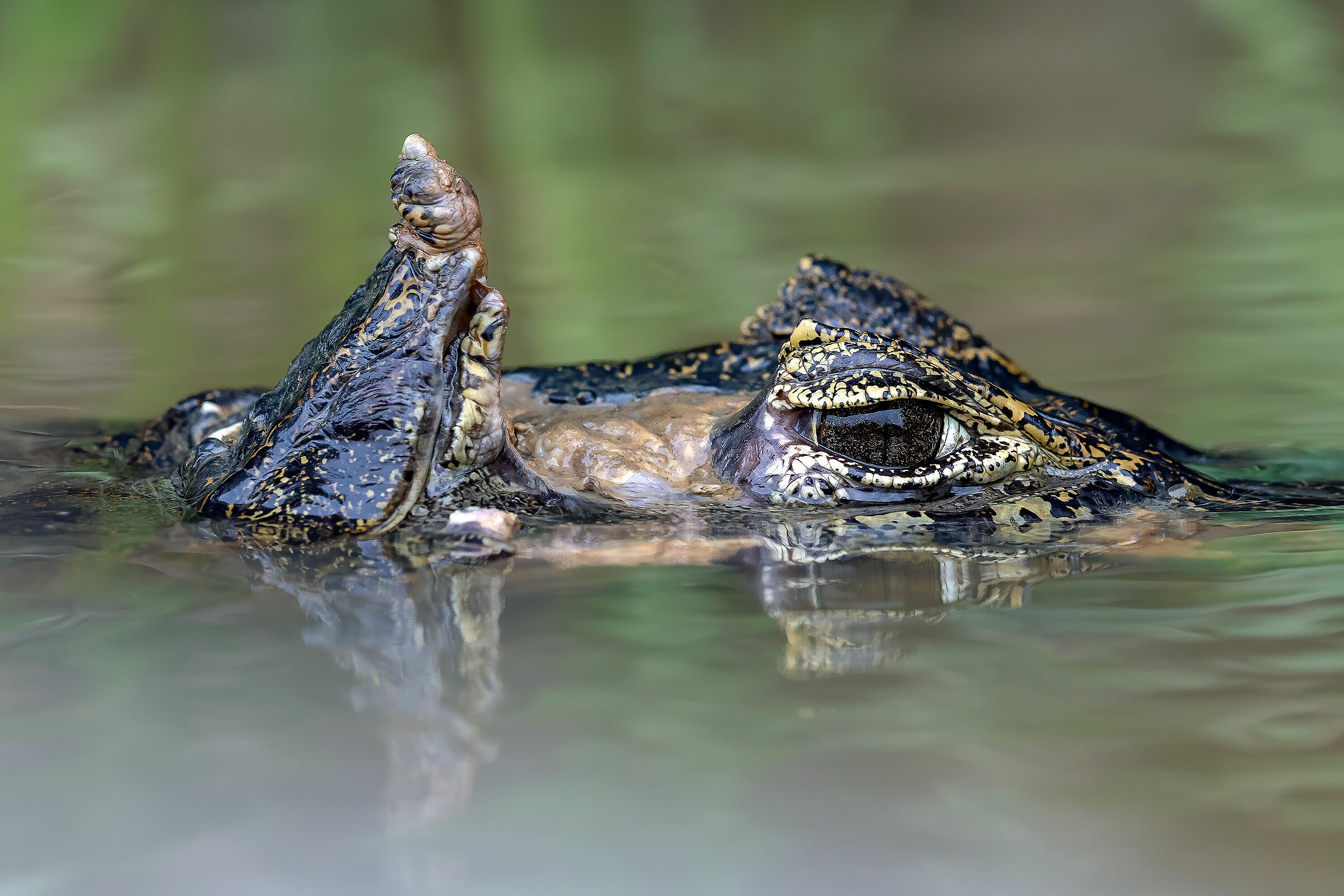 ...ricordo di un Giaguaro?...