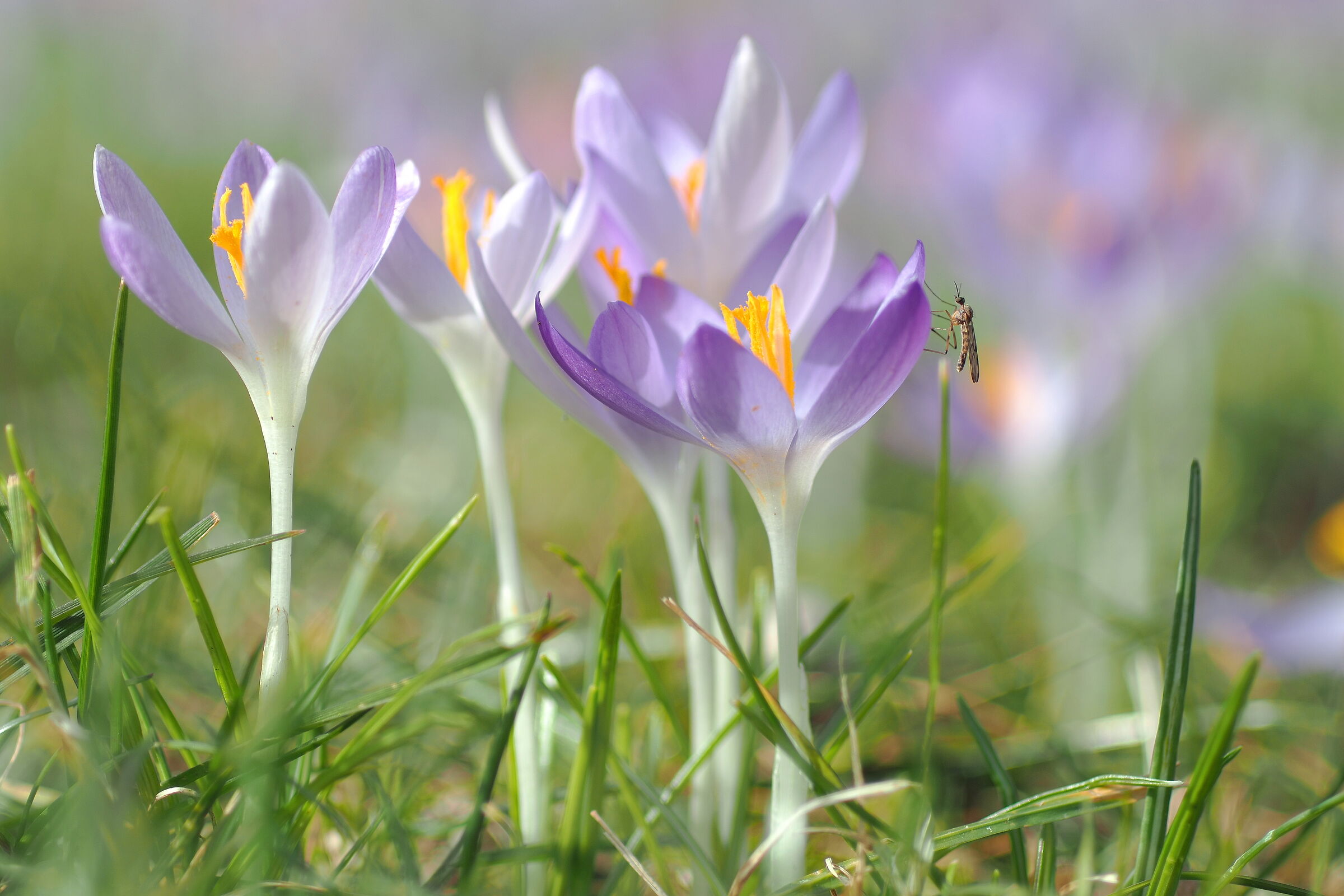 Krokus più Visitatore