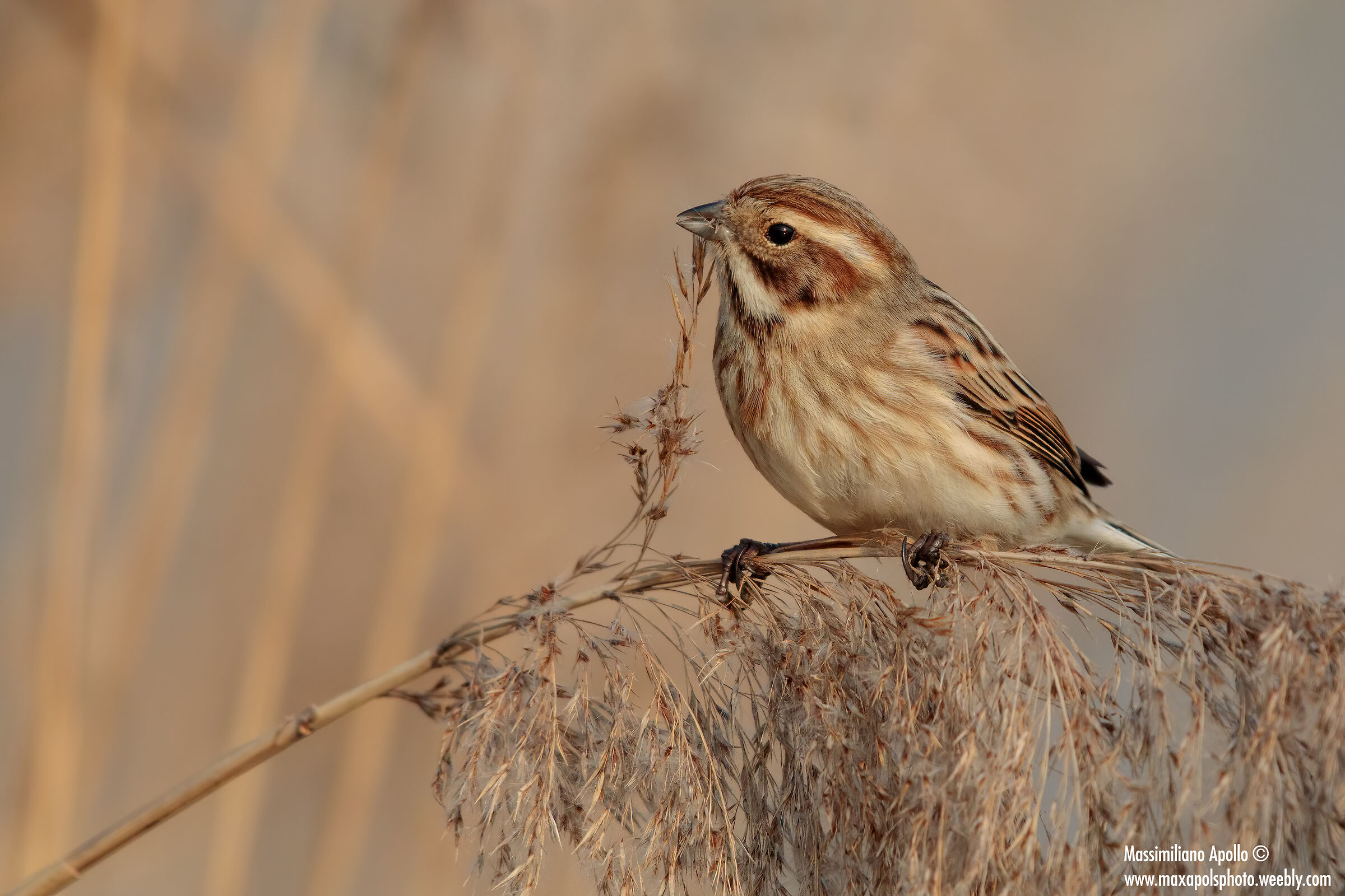 migliarina in alimentazione...