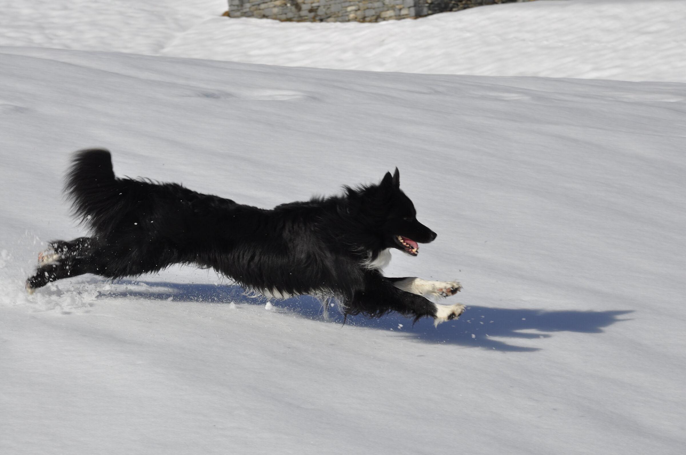 Una "belva"... felice