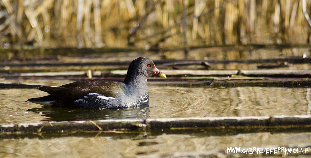 gallinella d'acqua