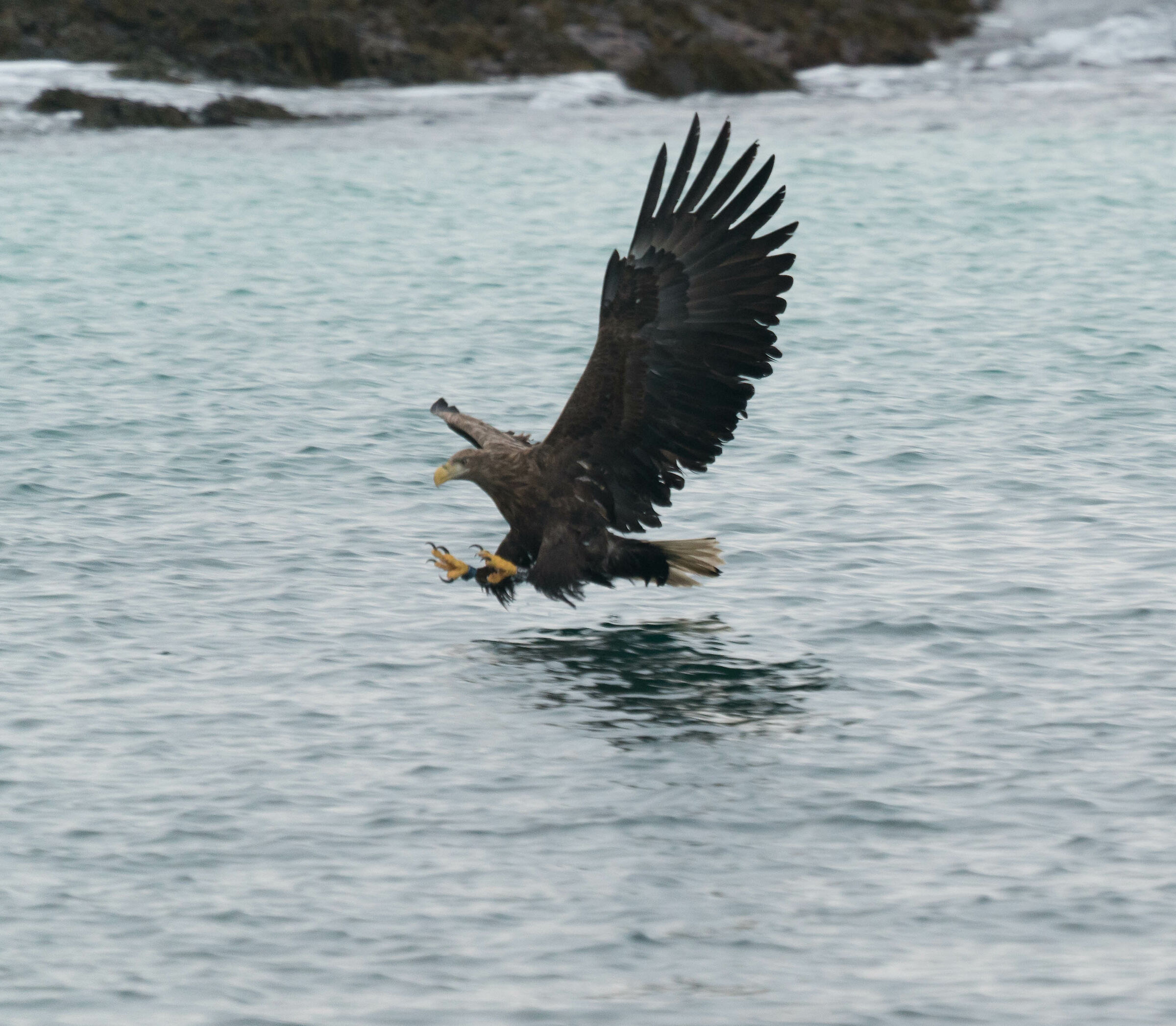 Aquila di mare
