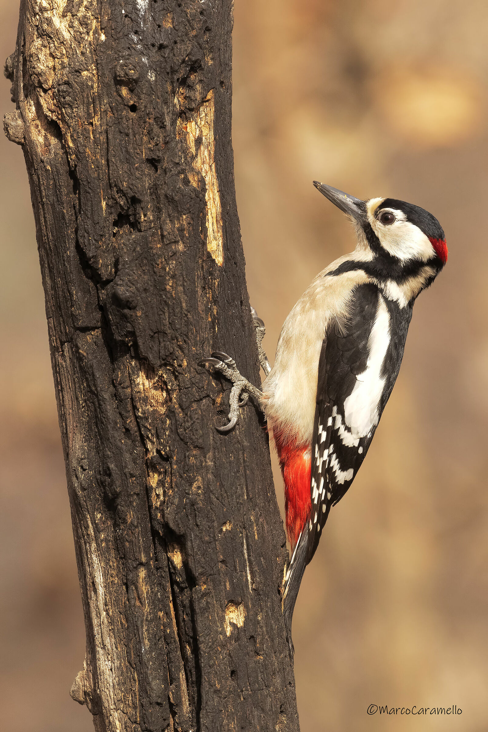 Major red woodpecker
