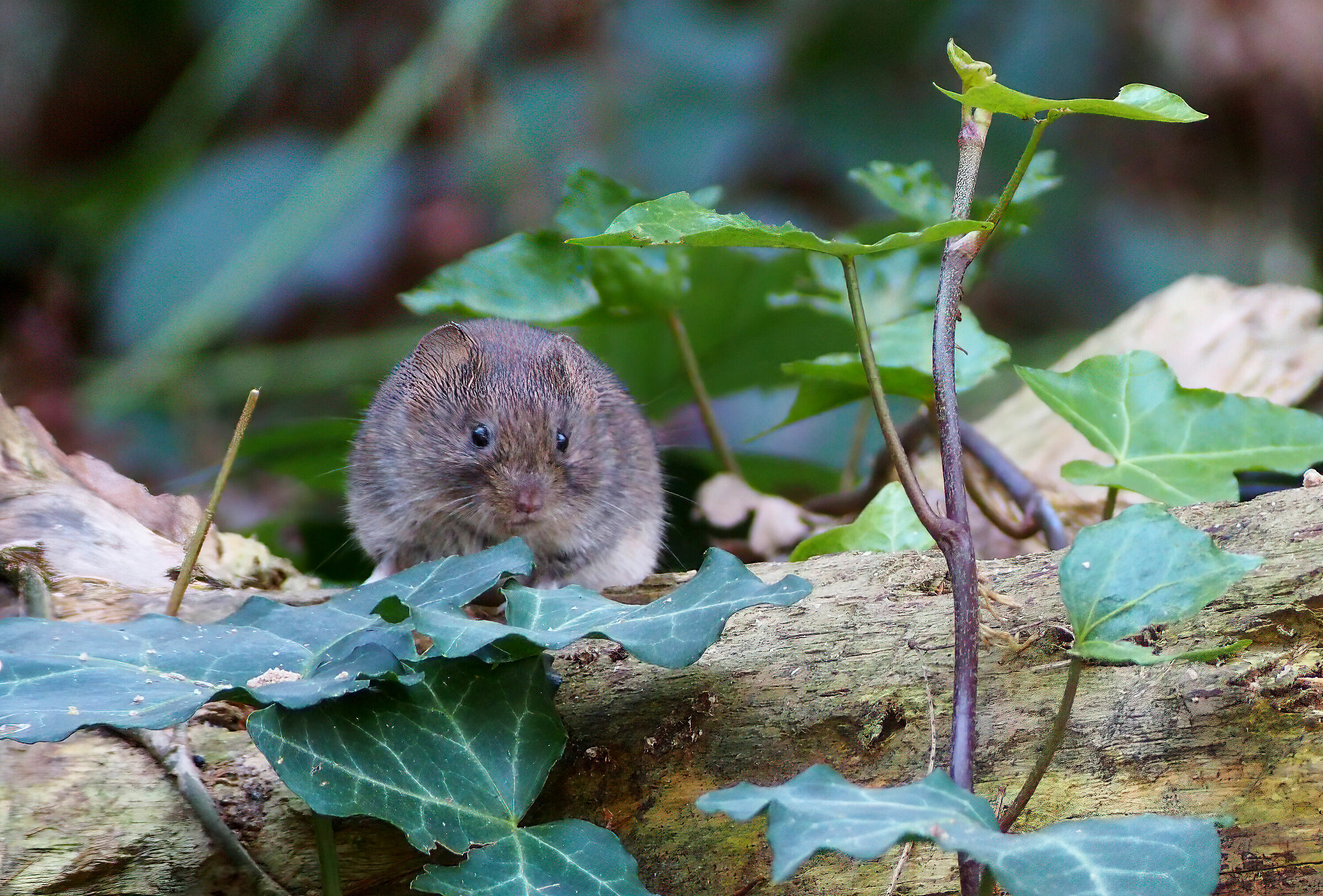 The Mouse of the Woods