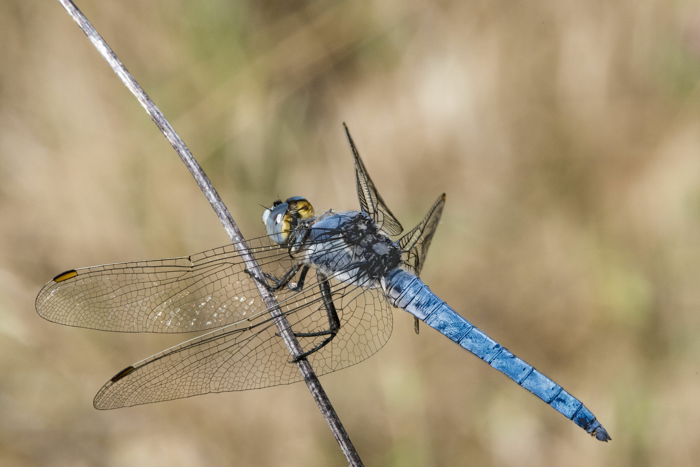 Frecciazzurra celeste (Orthetrum brunneum)