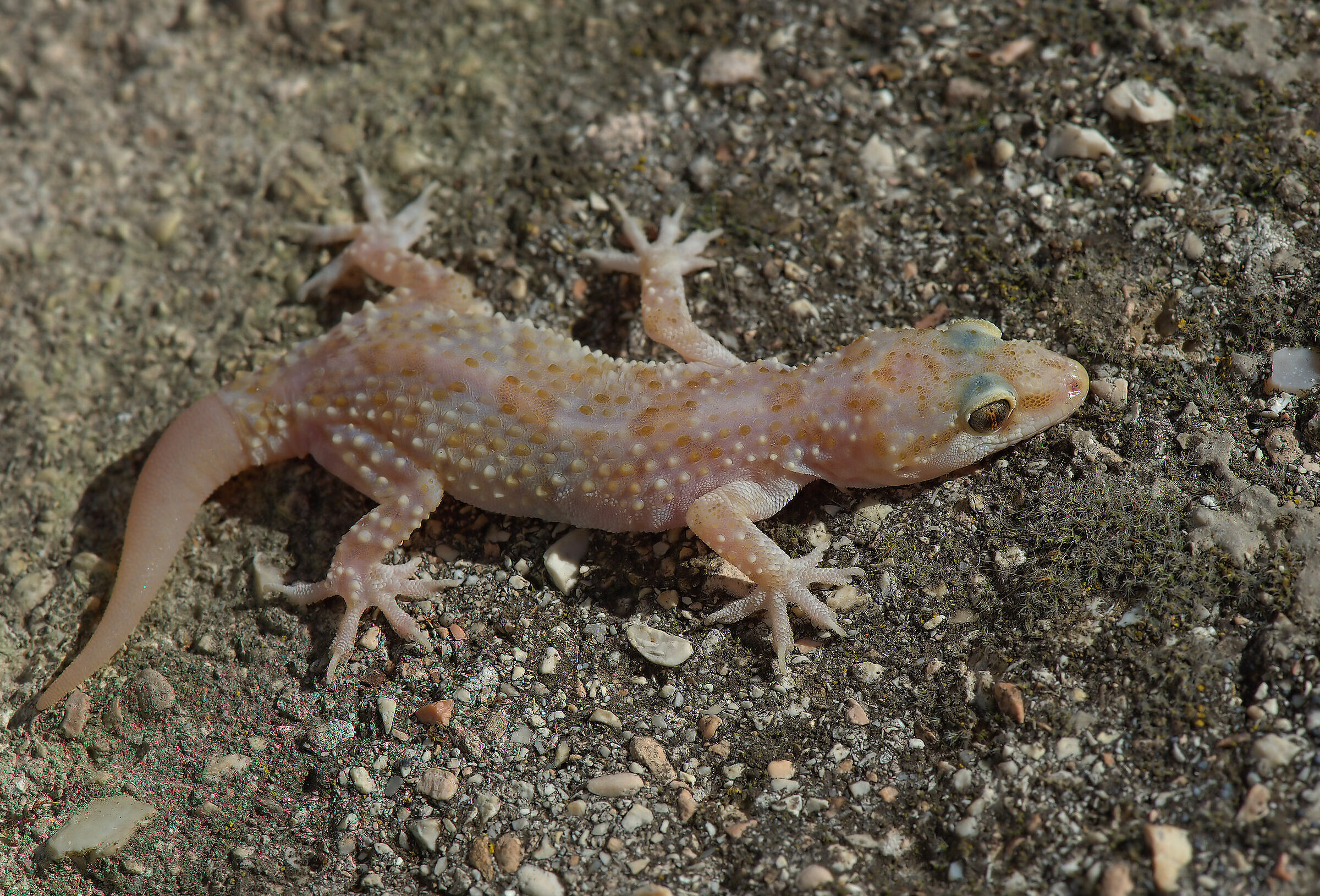Wart gecko