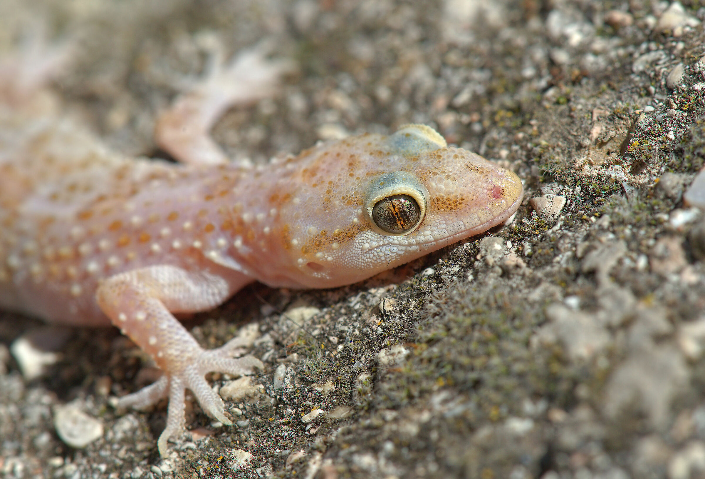 Wart gecko