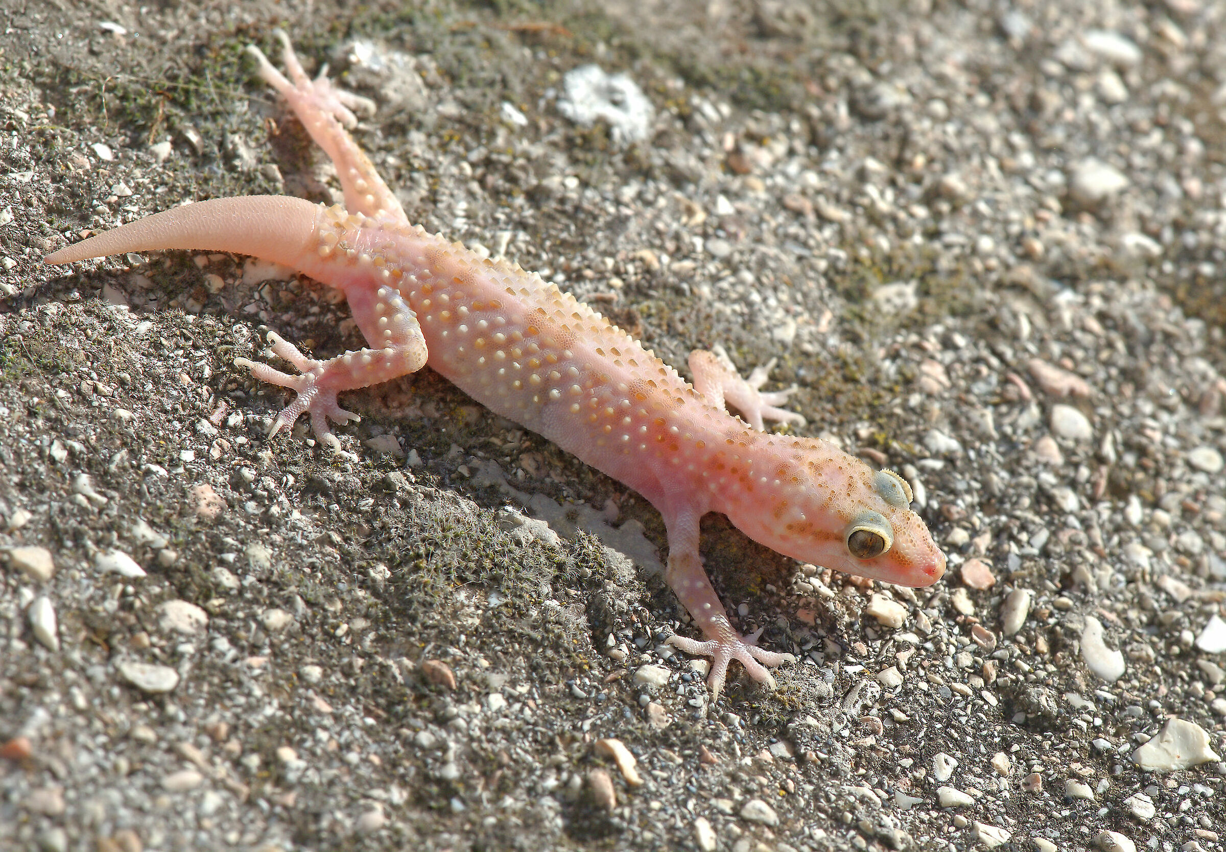 Wart gecko