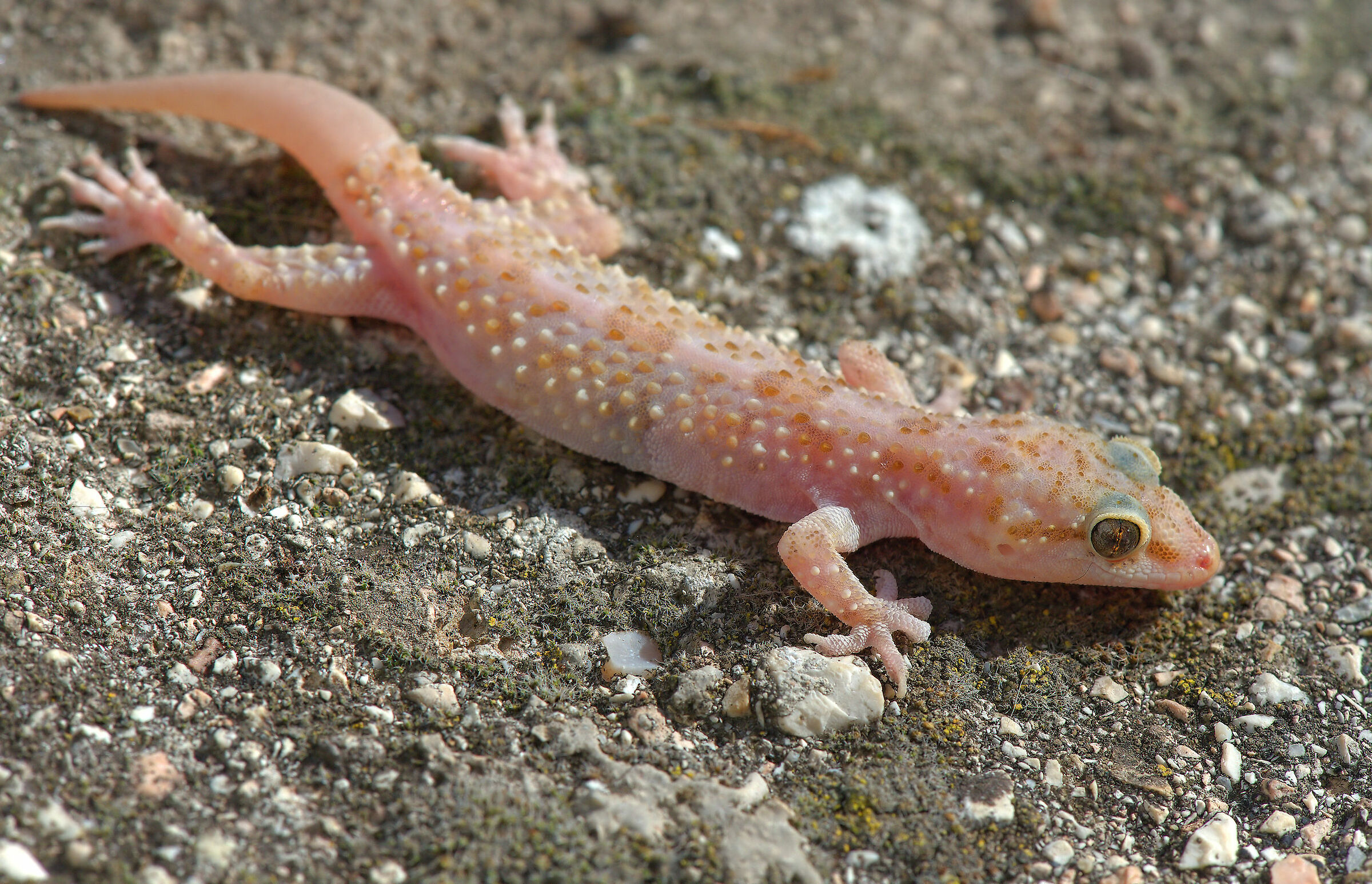 Wart gecko