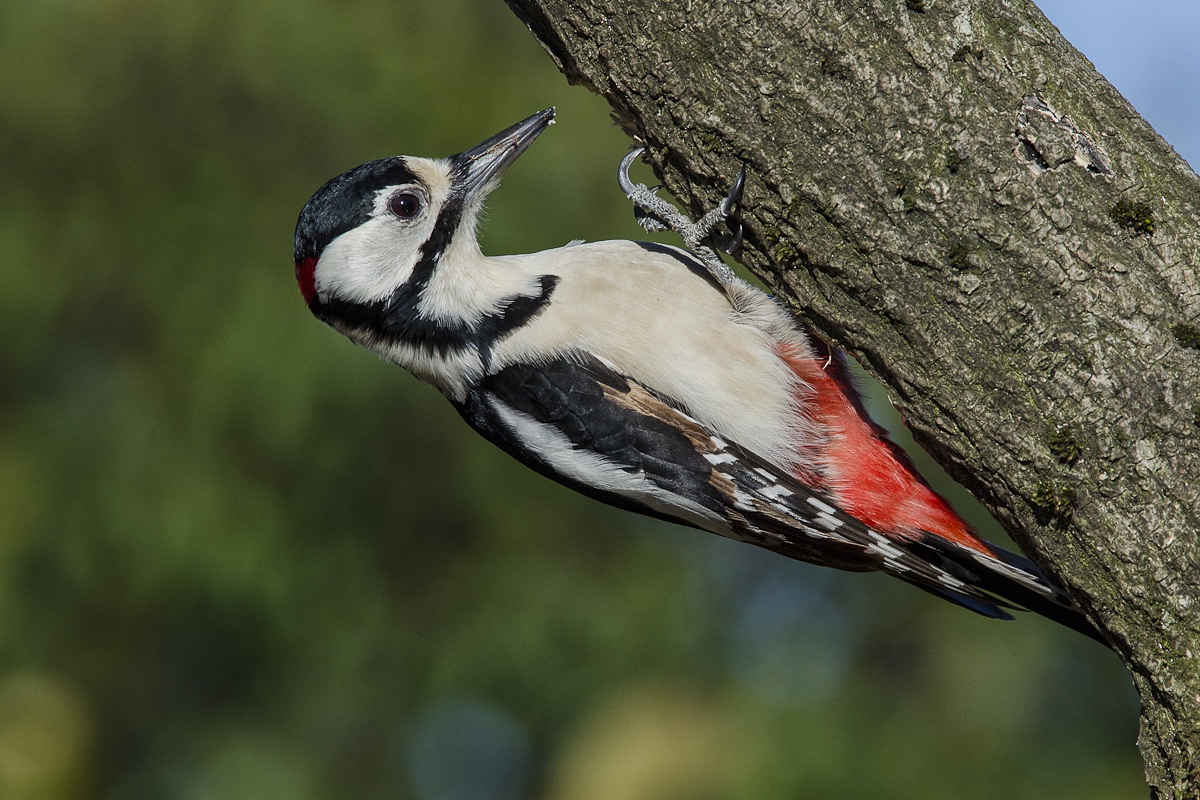 picchio rosso maggiore
