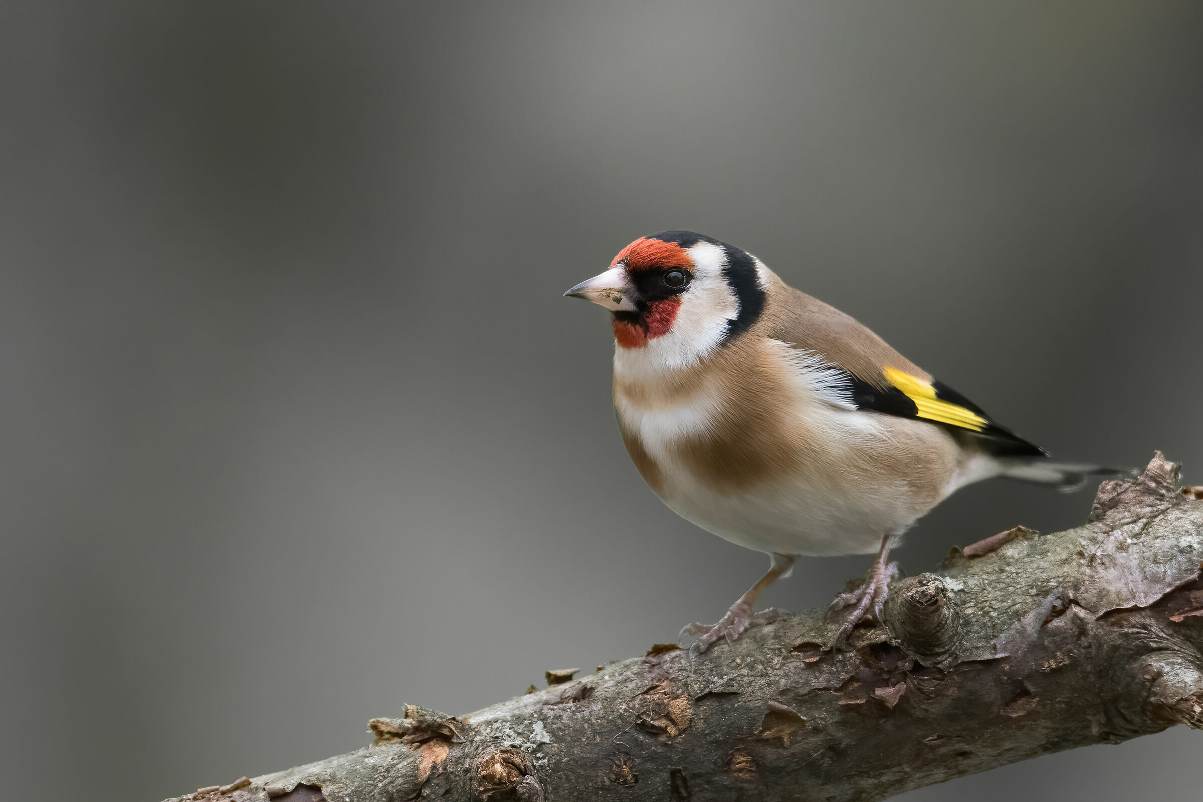 Chardonneret élégant