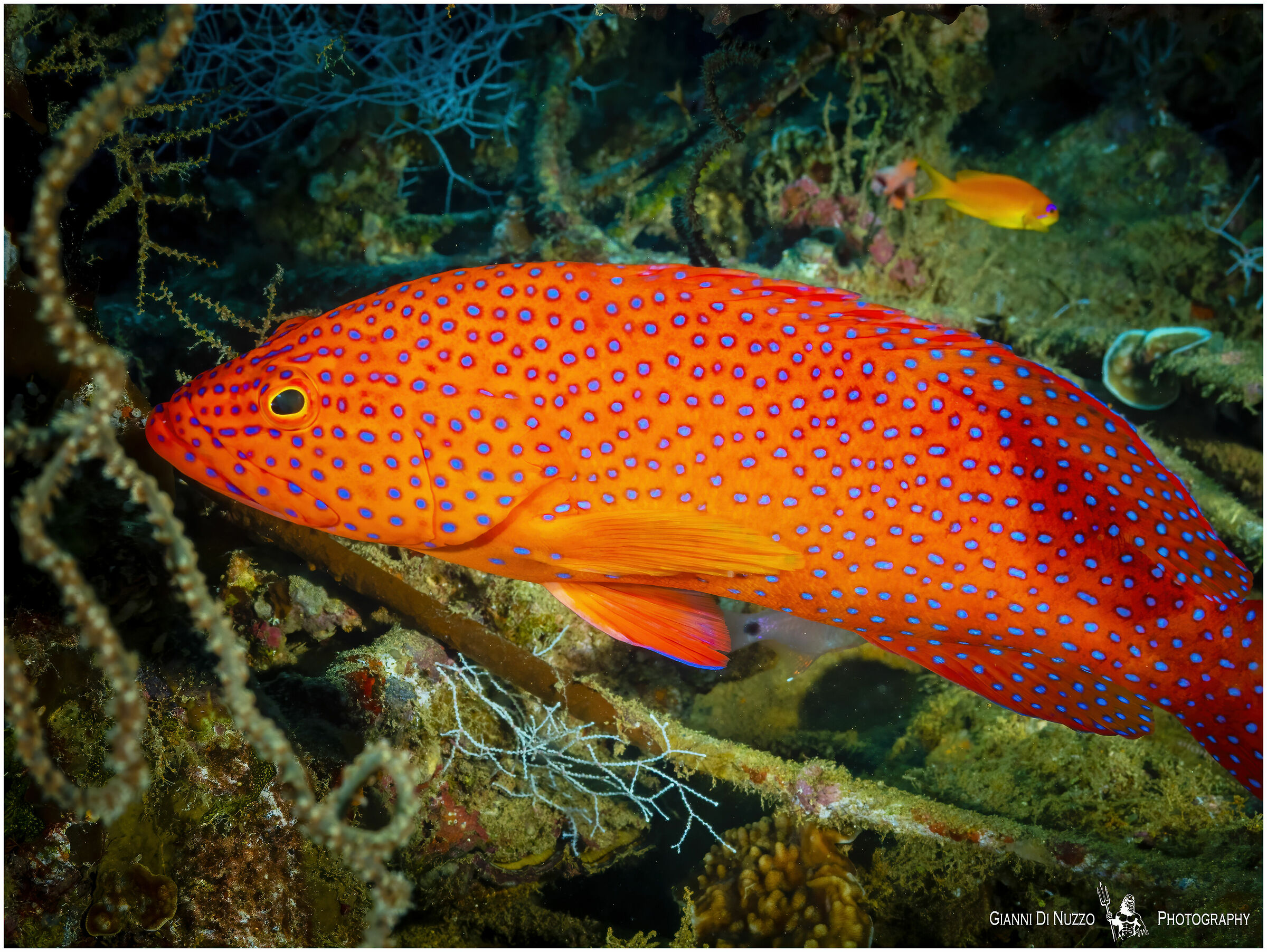 Stranamente si fa avvicinare