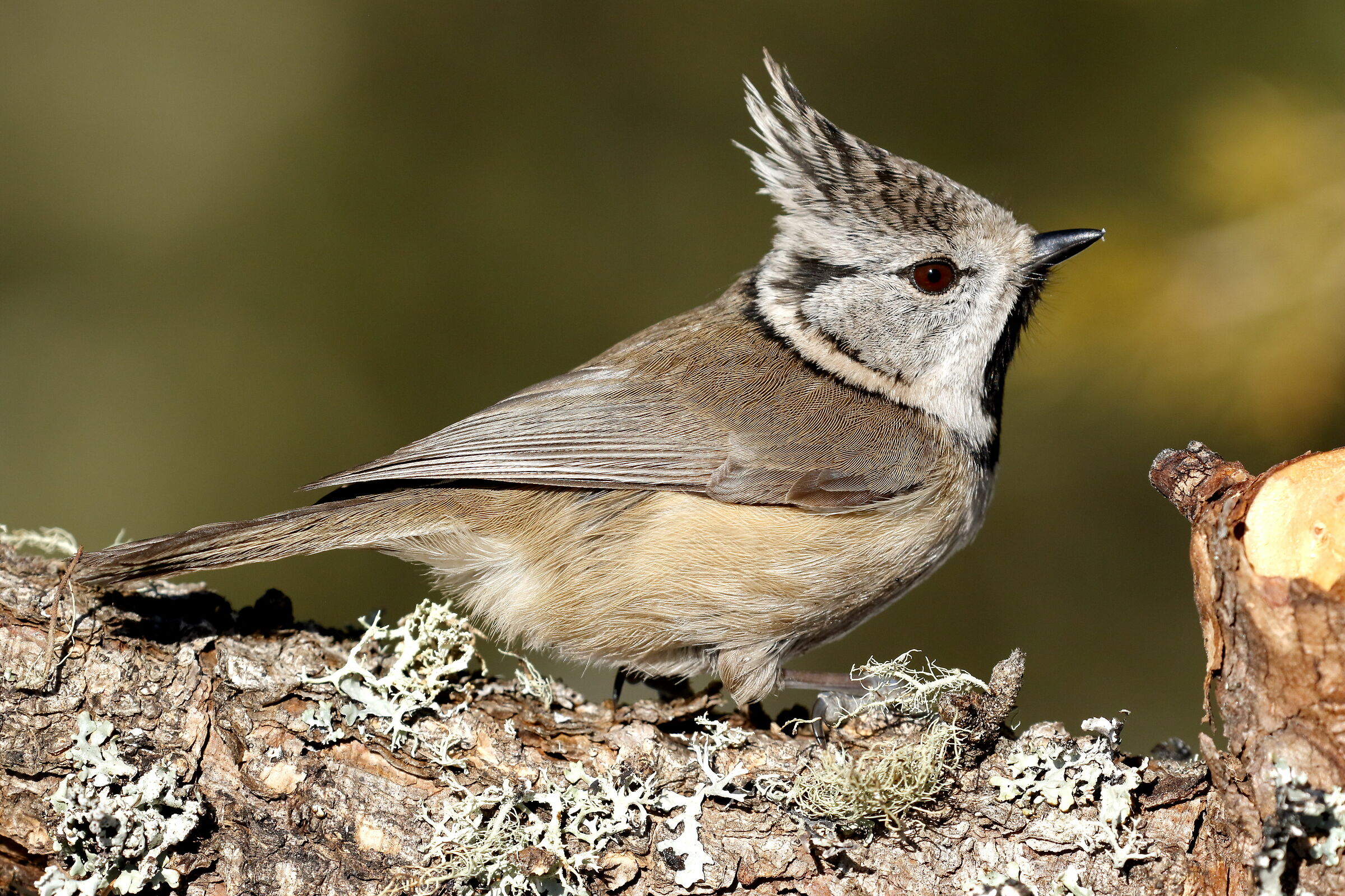 The Cincia from the tuft