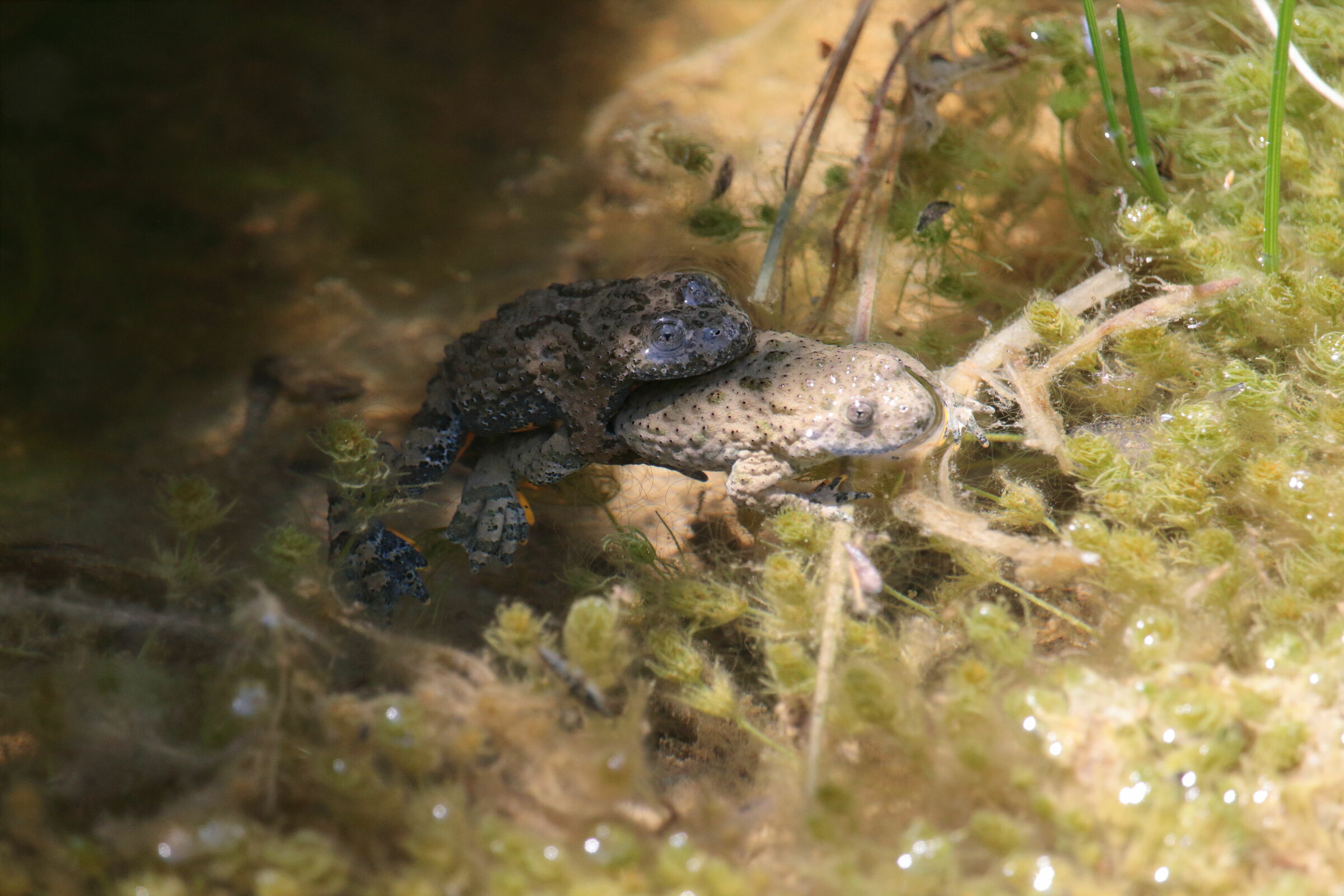 ululone appenninico - bombina phachypus