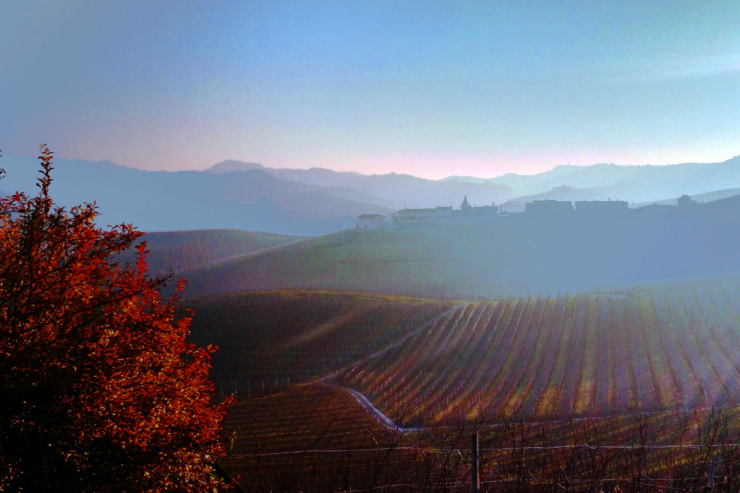 Si sta come le foglie