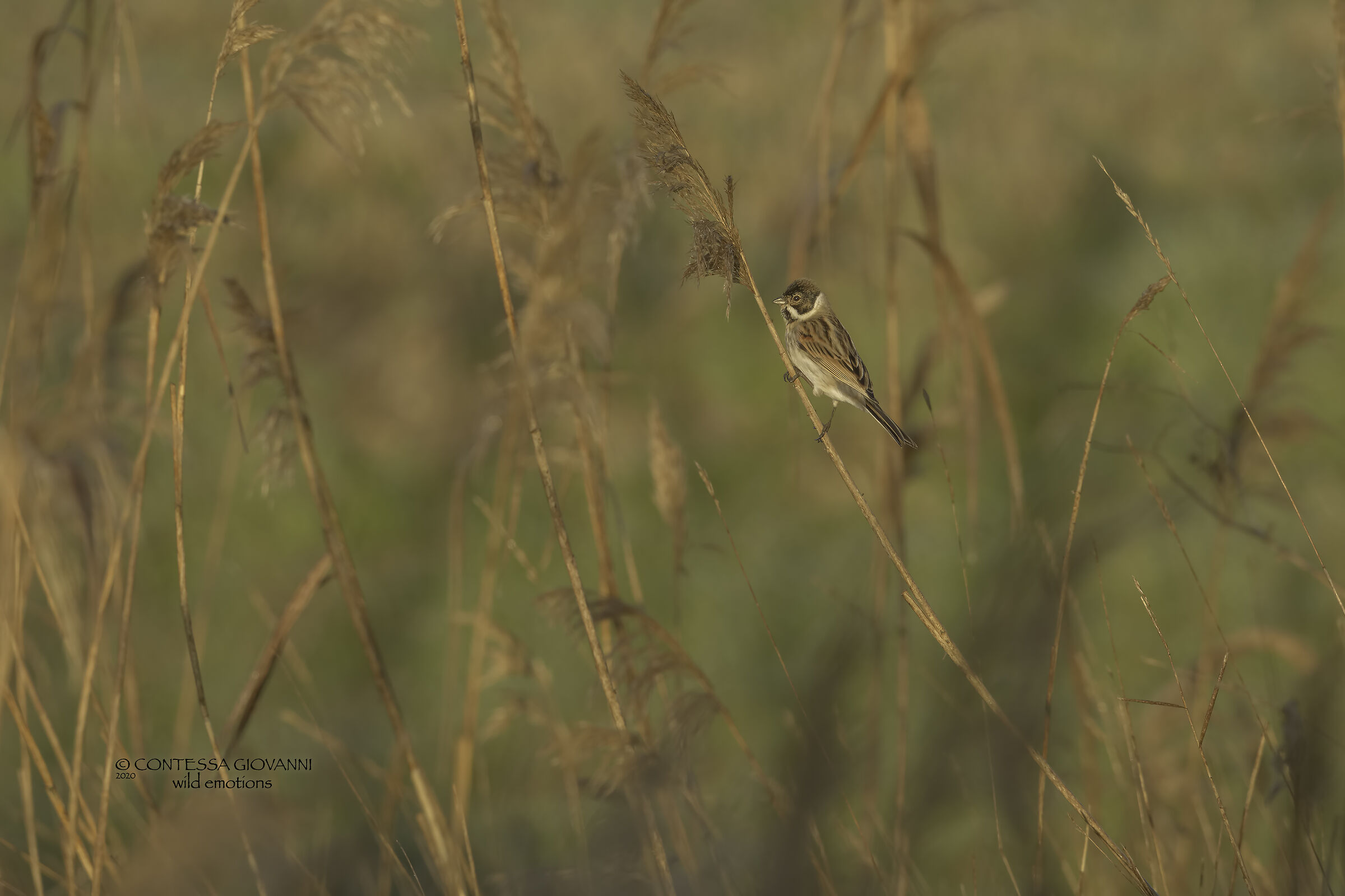 Migliarino di palude