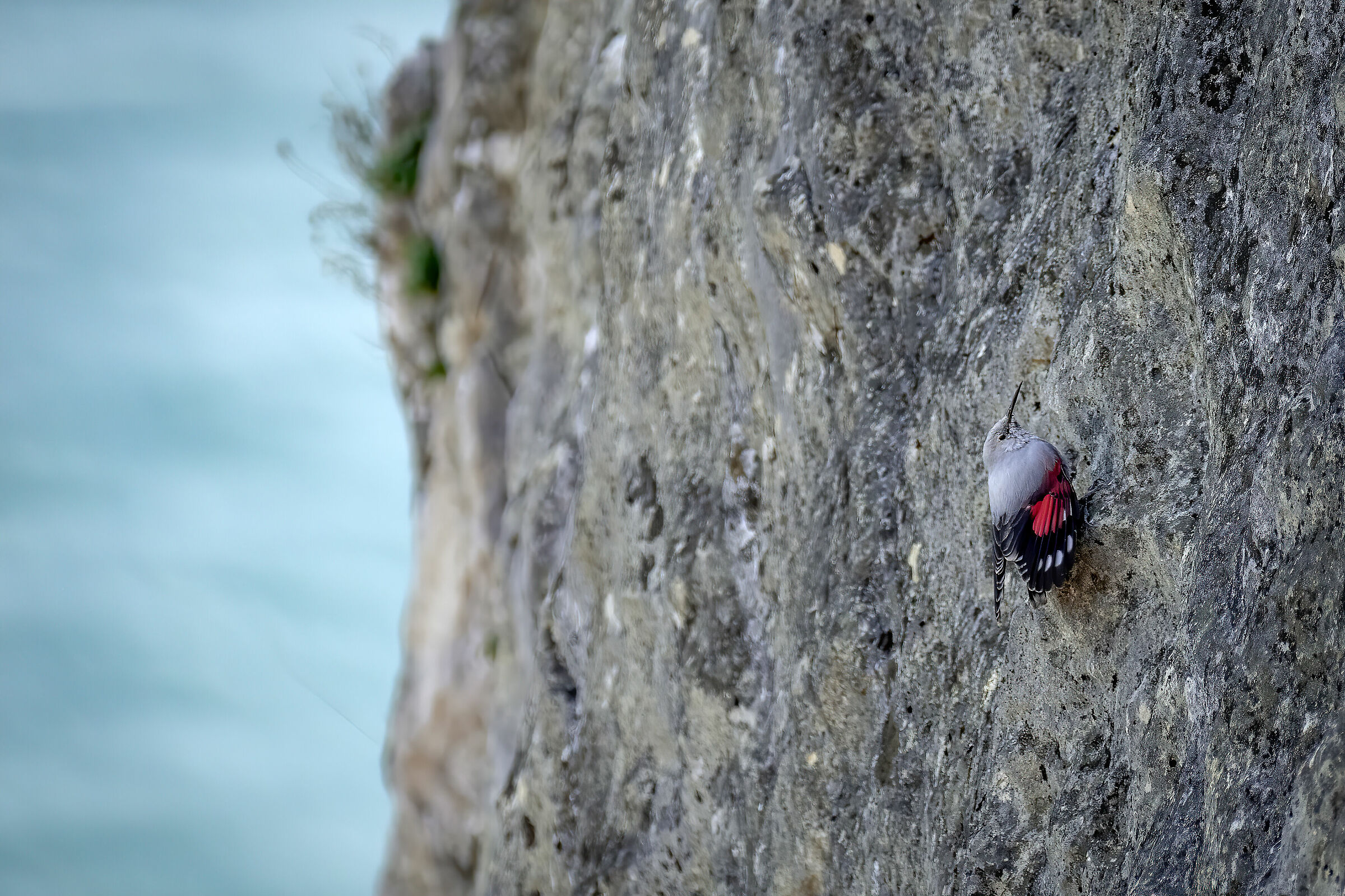 Picchio Muraiolo sulla Rocca