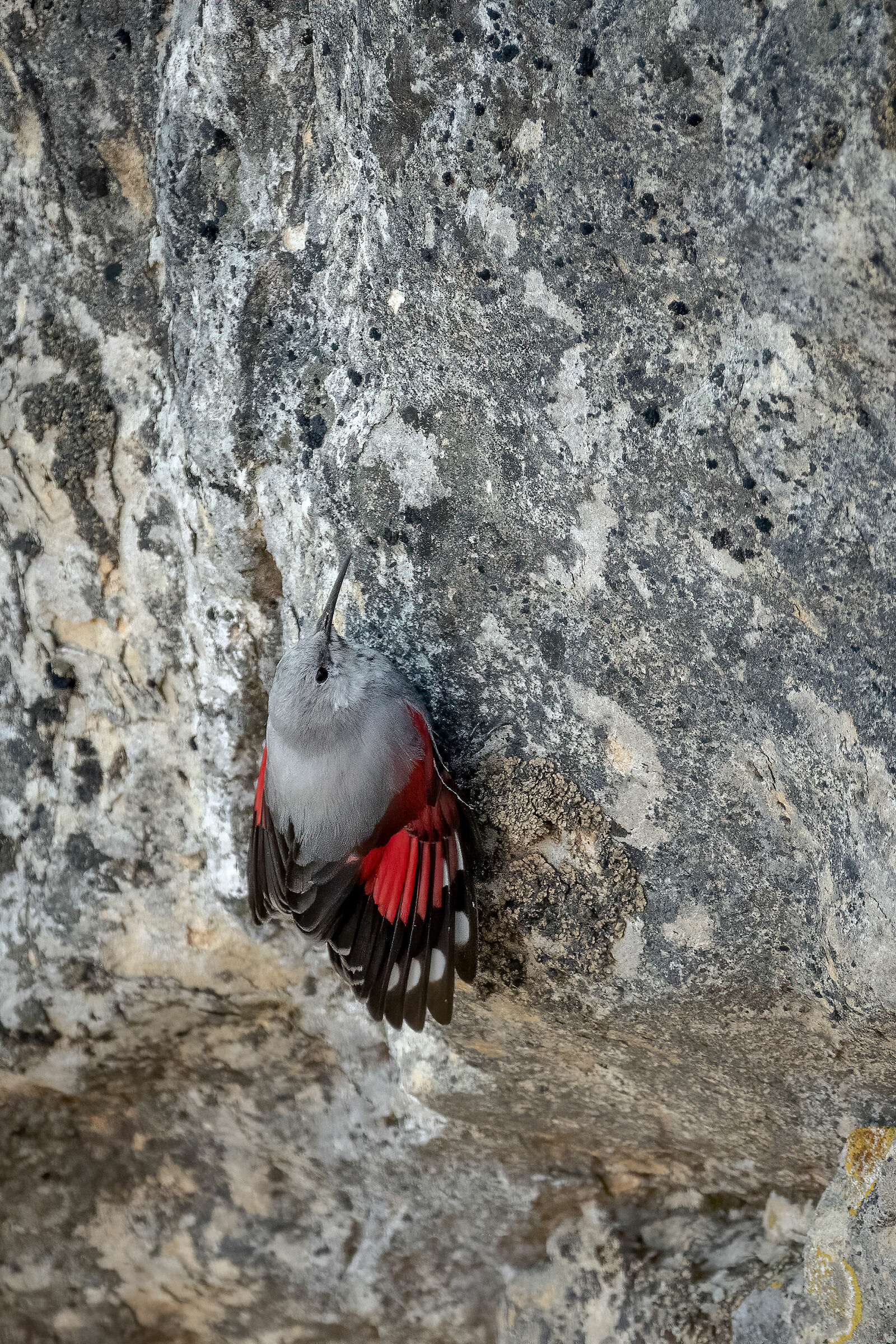 Picchio Muraiolo sul Garda