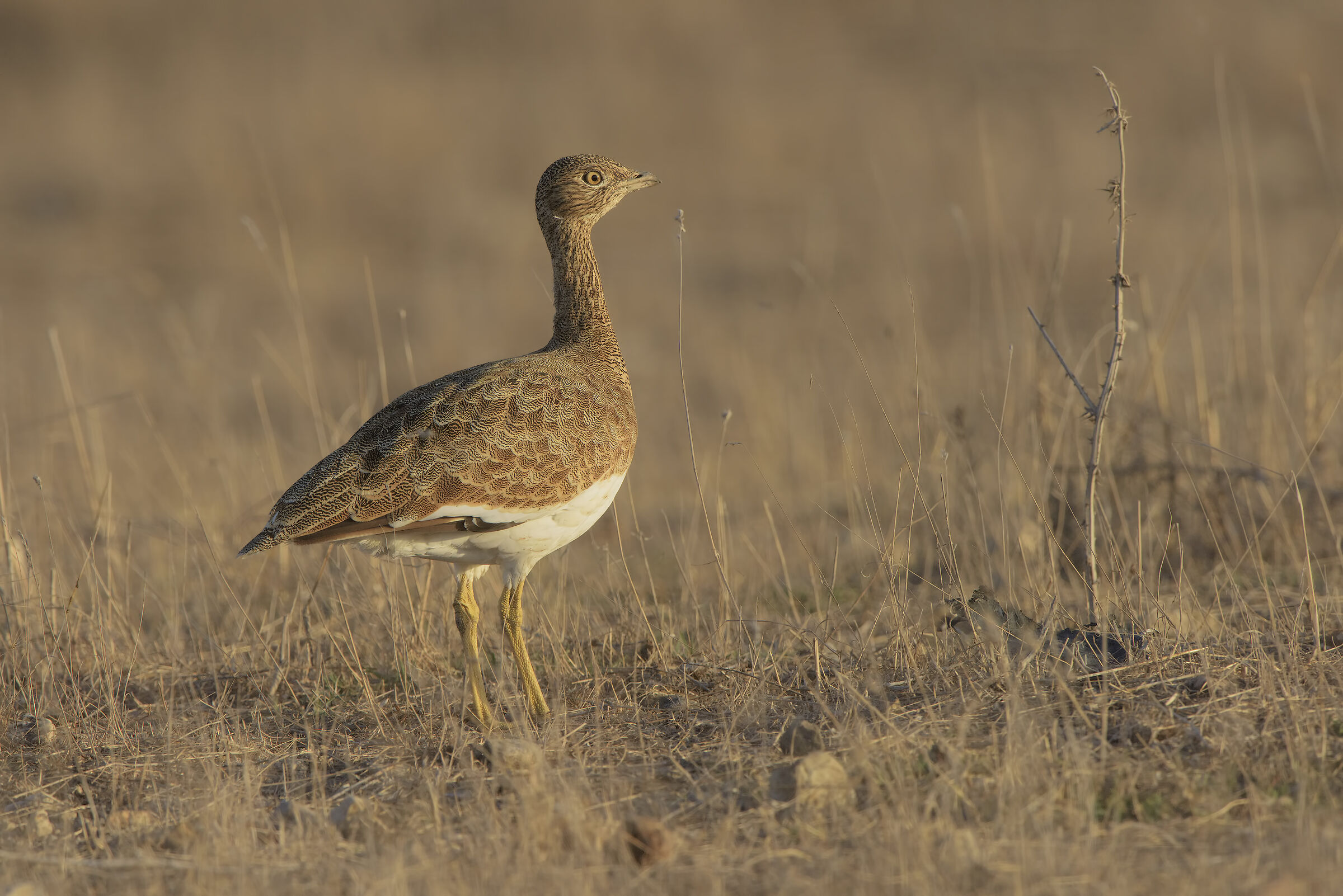 giovane femmina di gallina prataiola