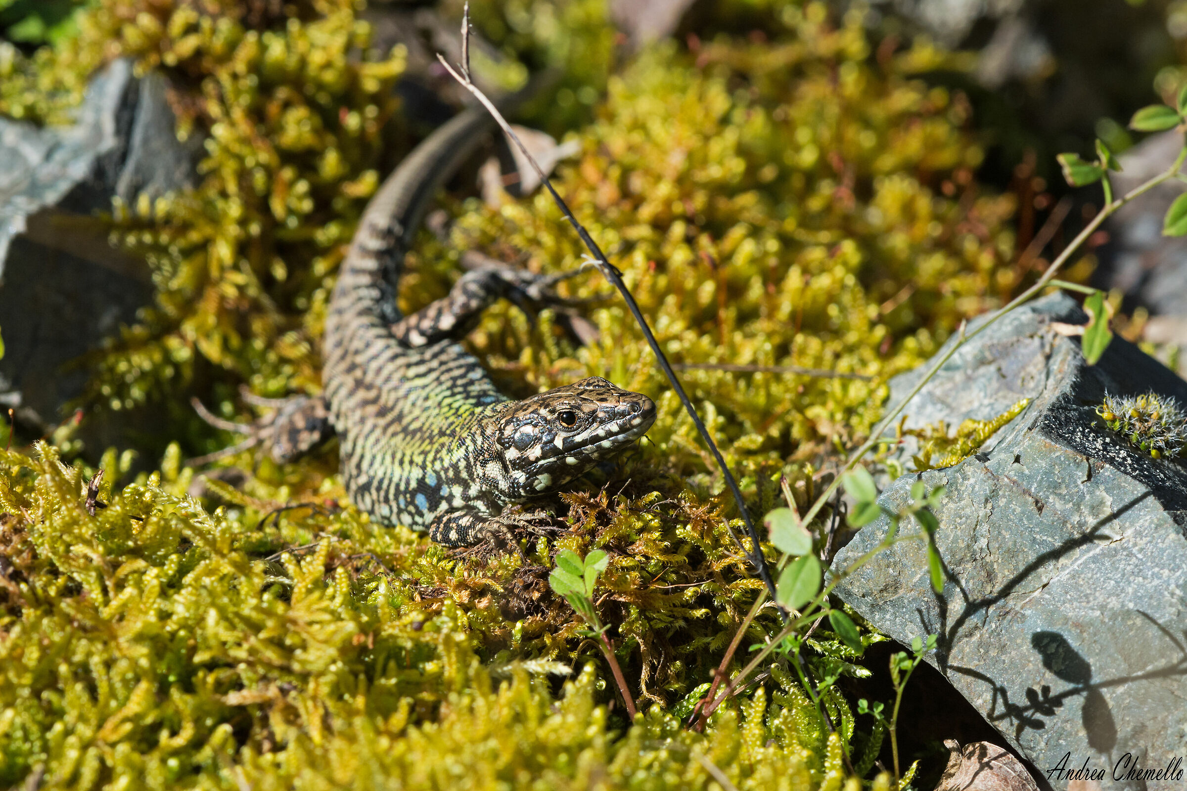 Muraiola lizard (Podarcis muralis nigriventris)