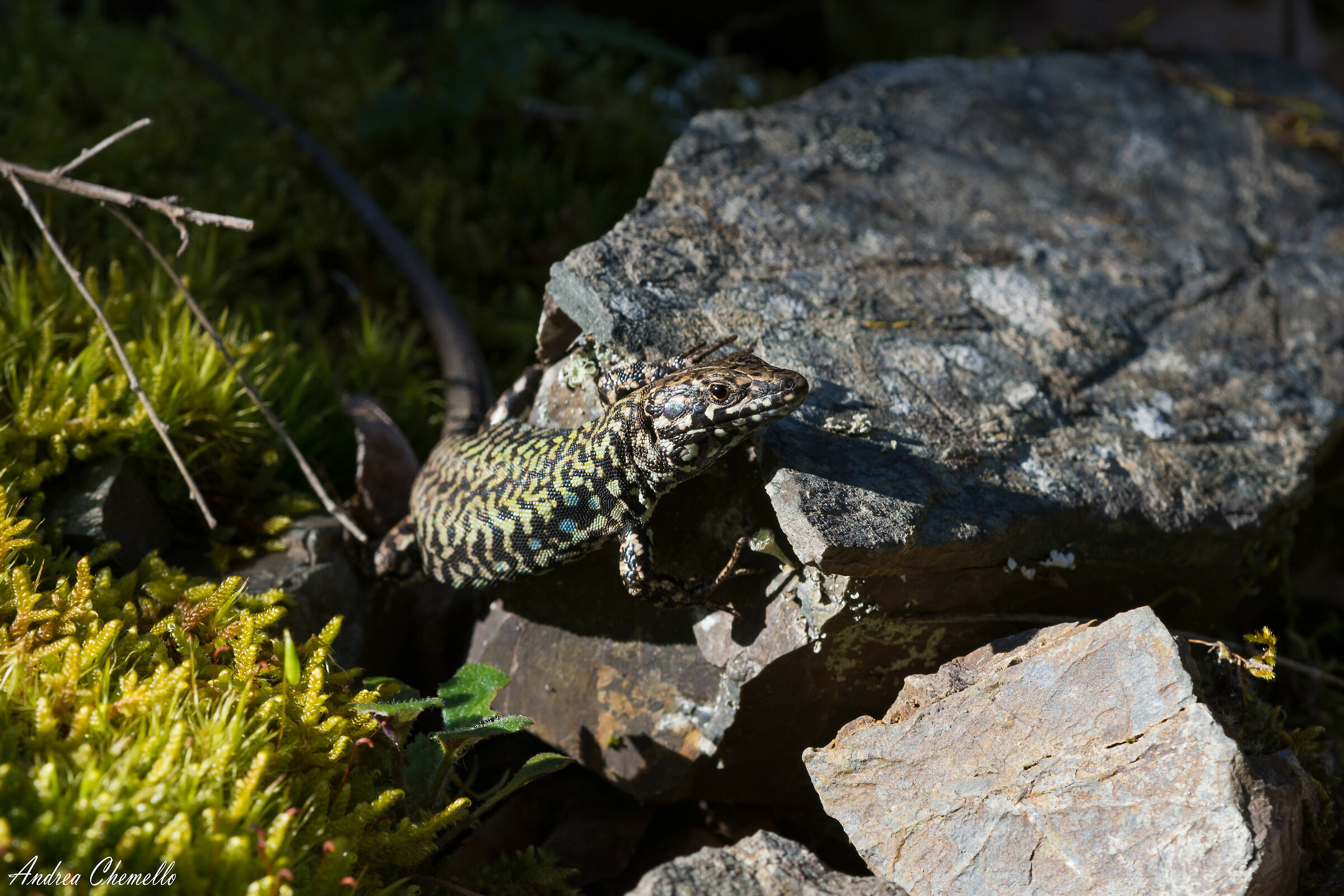 Muraiola lizard (Podarcis muralis nigriventris)