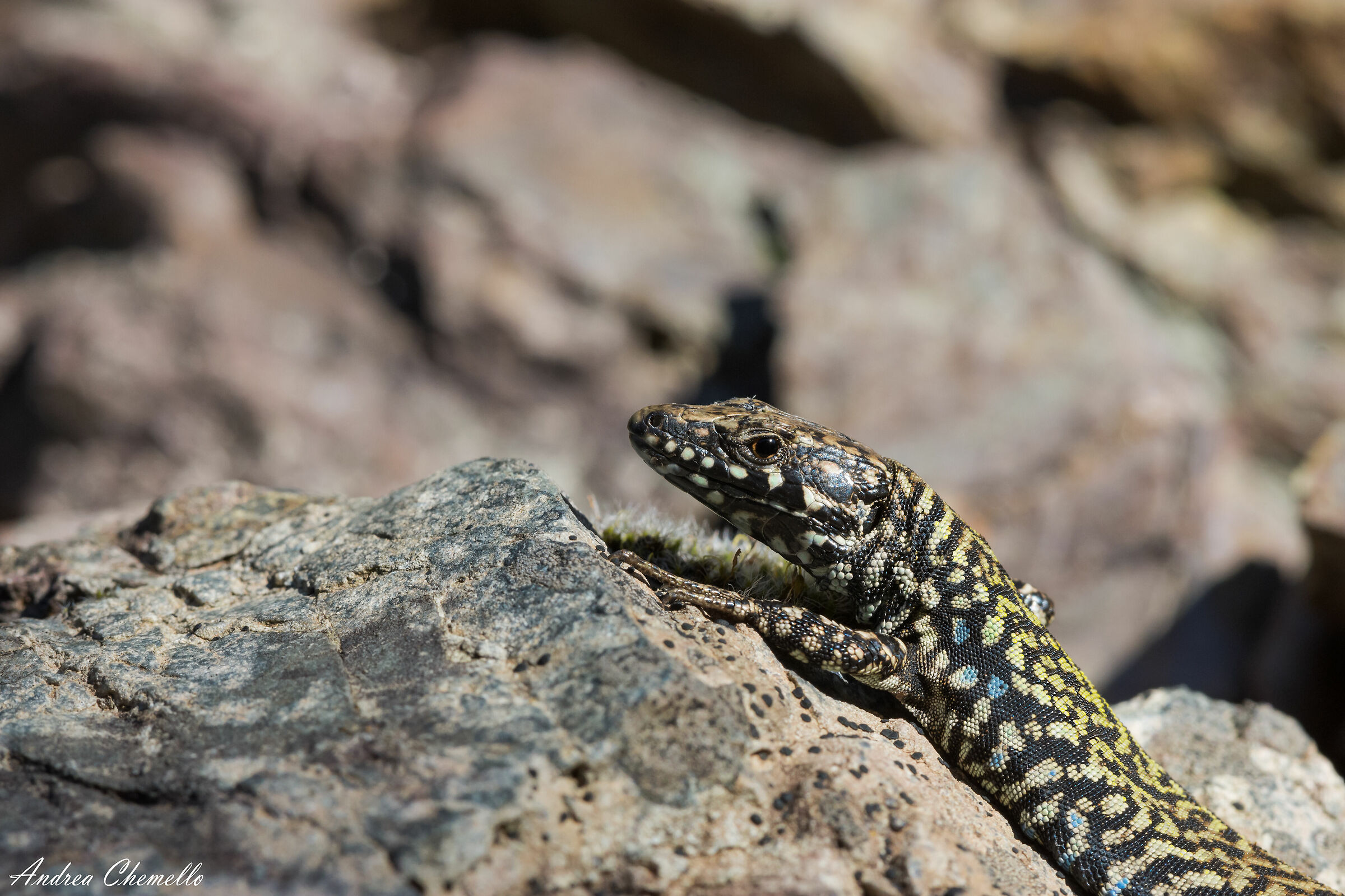 Muraiola lizard (Podarcis muralis nigriventris)