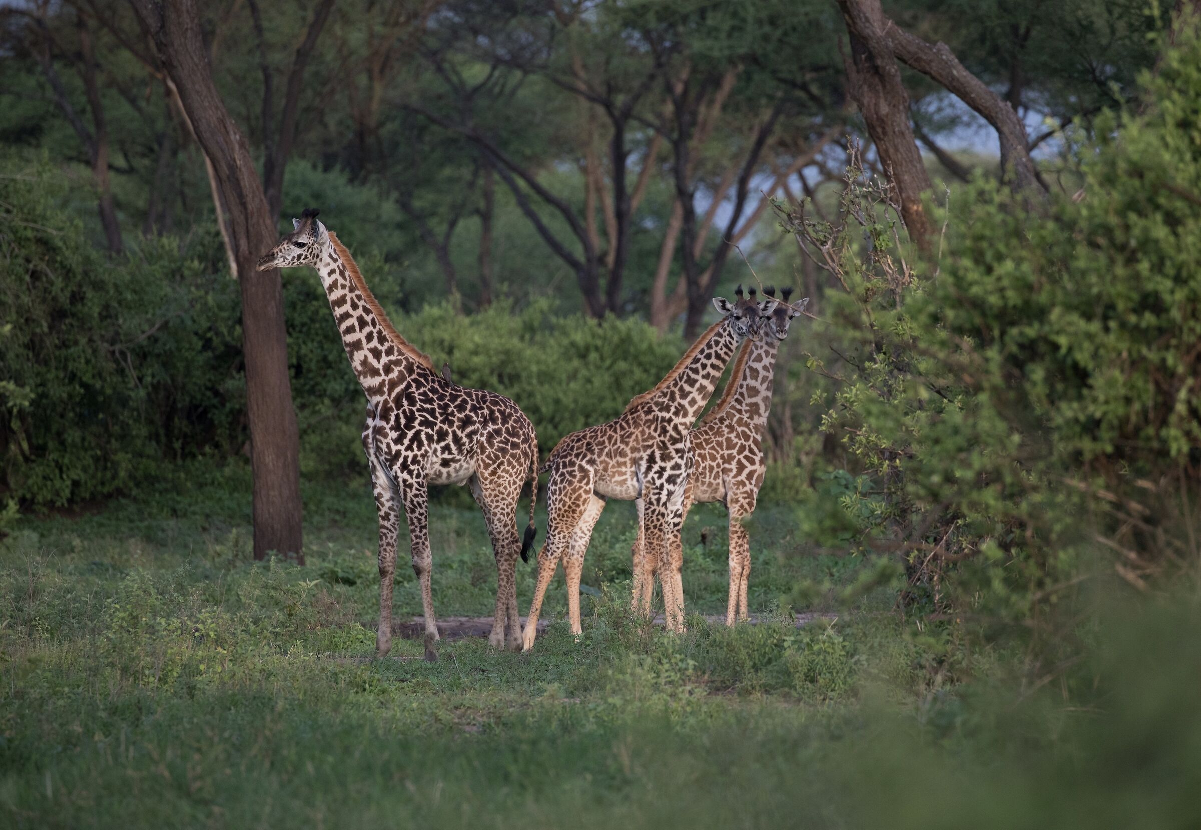 C'è una luce laggiù...