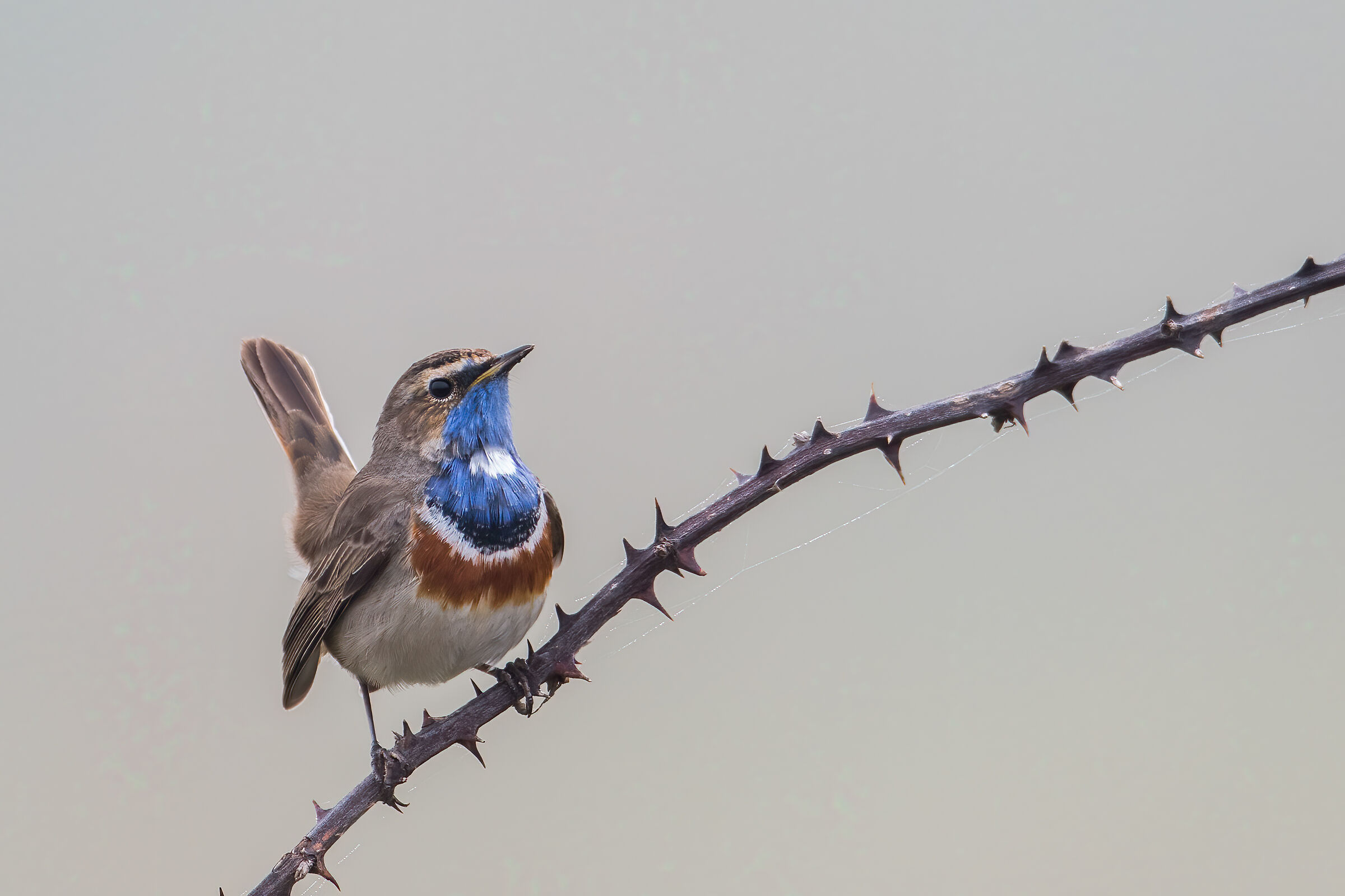 Gorgebleue à miroir