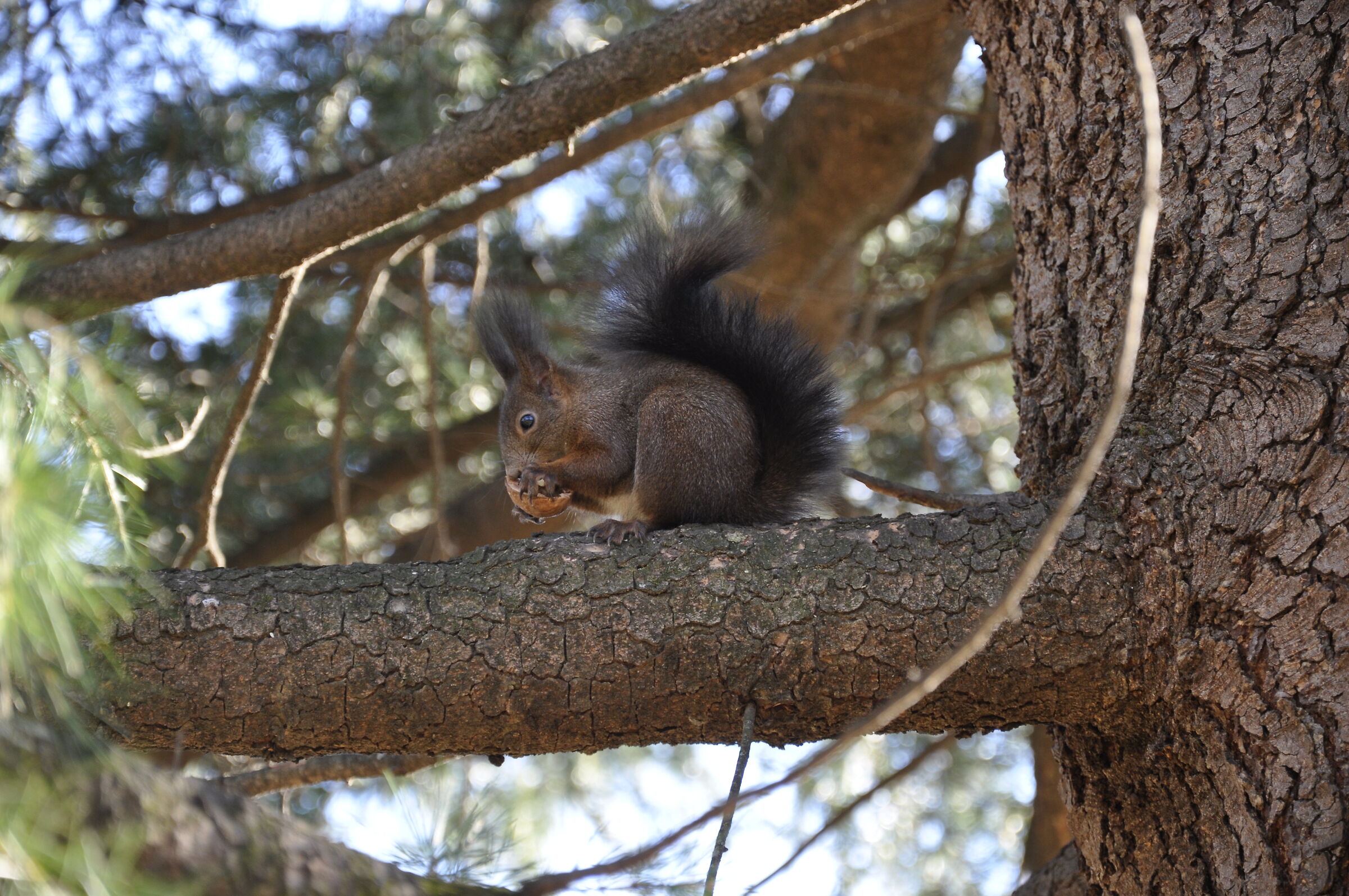 Johnny: lo scoiattolo del parco.