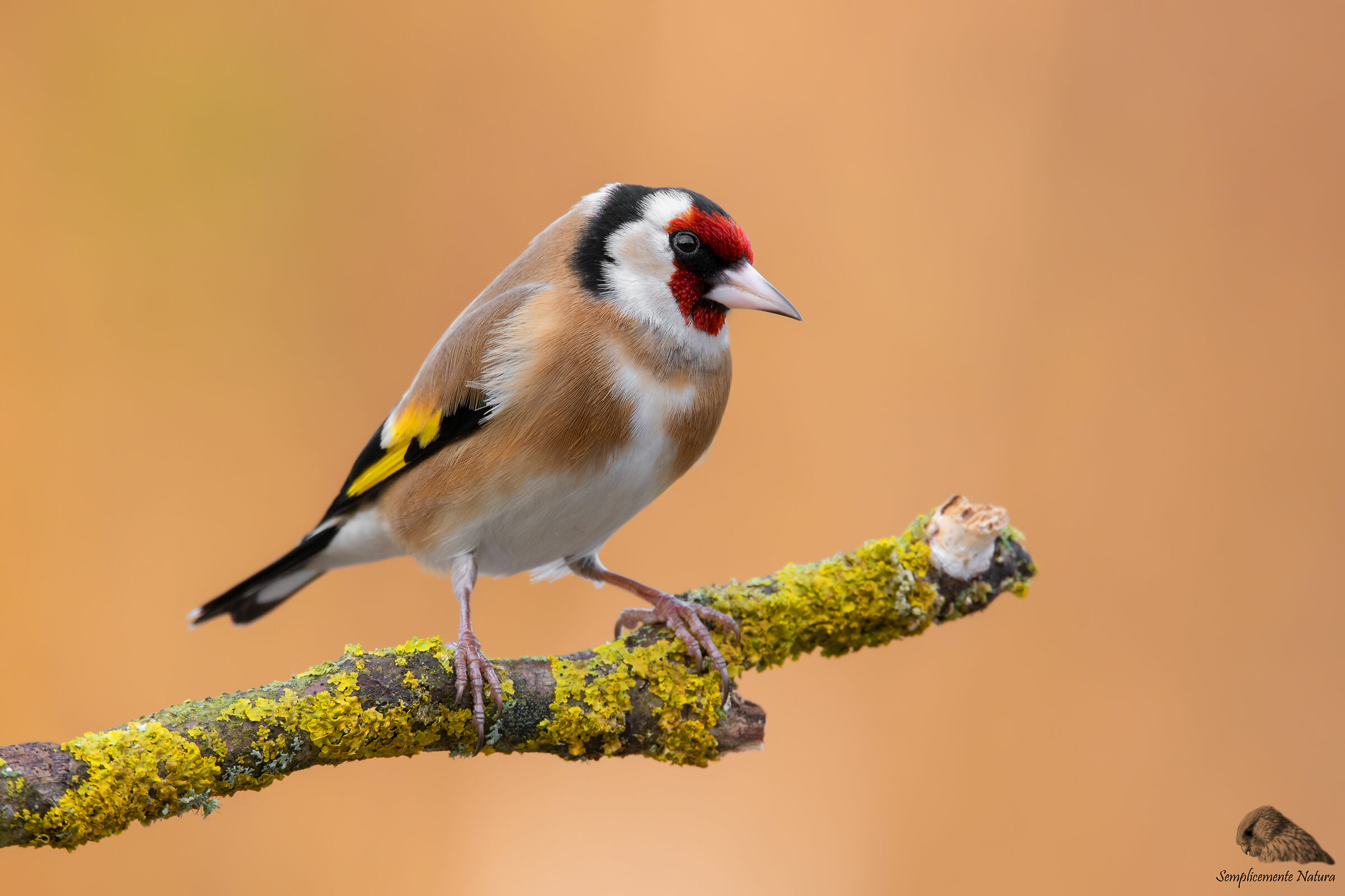 Cardellino (Carduelis carduelis)