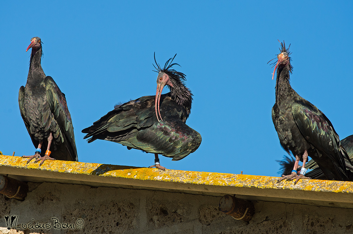 Hermit Ibis (Geronticus hermit)