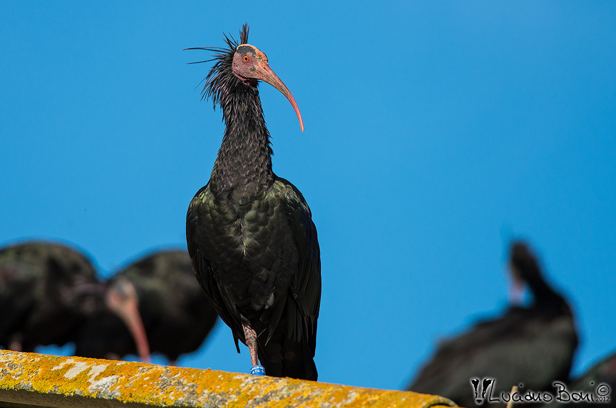 Hermit Ibis (Geronticus hermit)