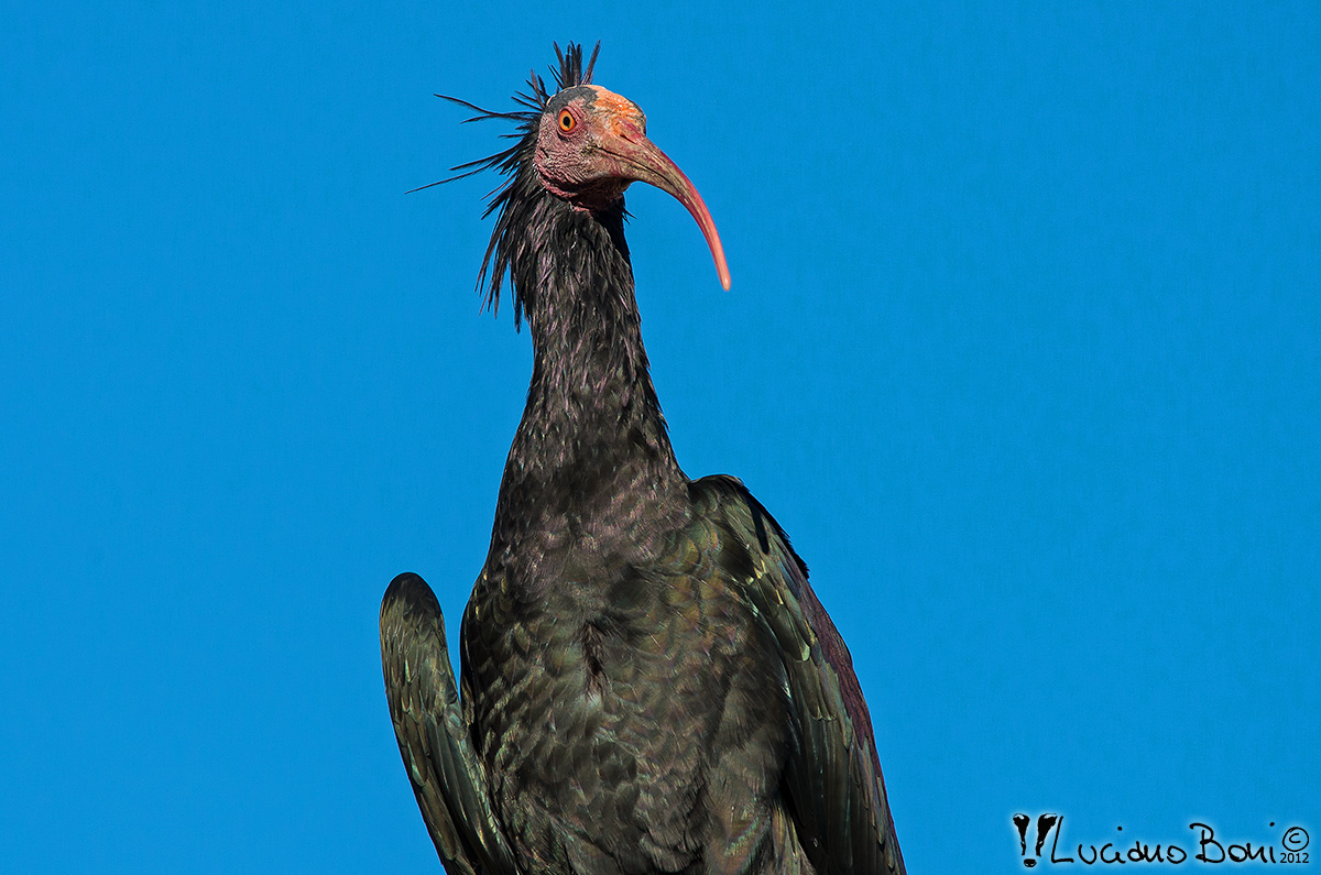 Ibis Eremita (Geronticus eremita)