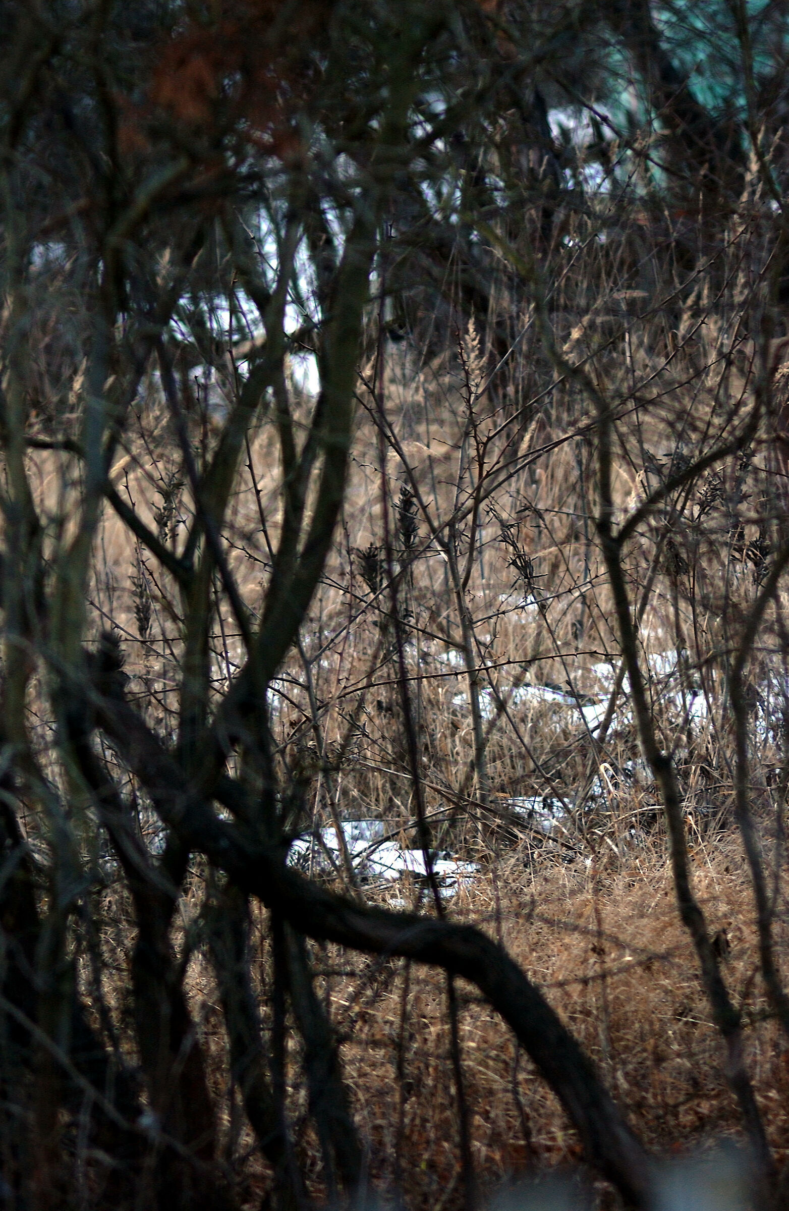 Giardino abbandonato