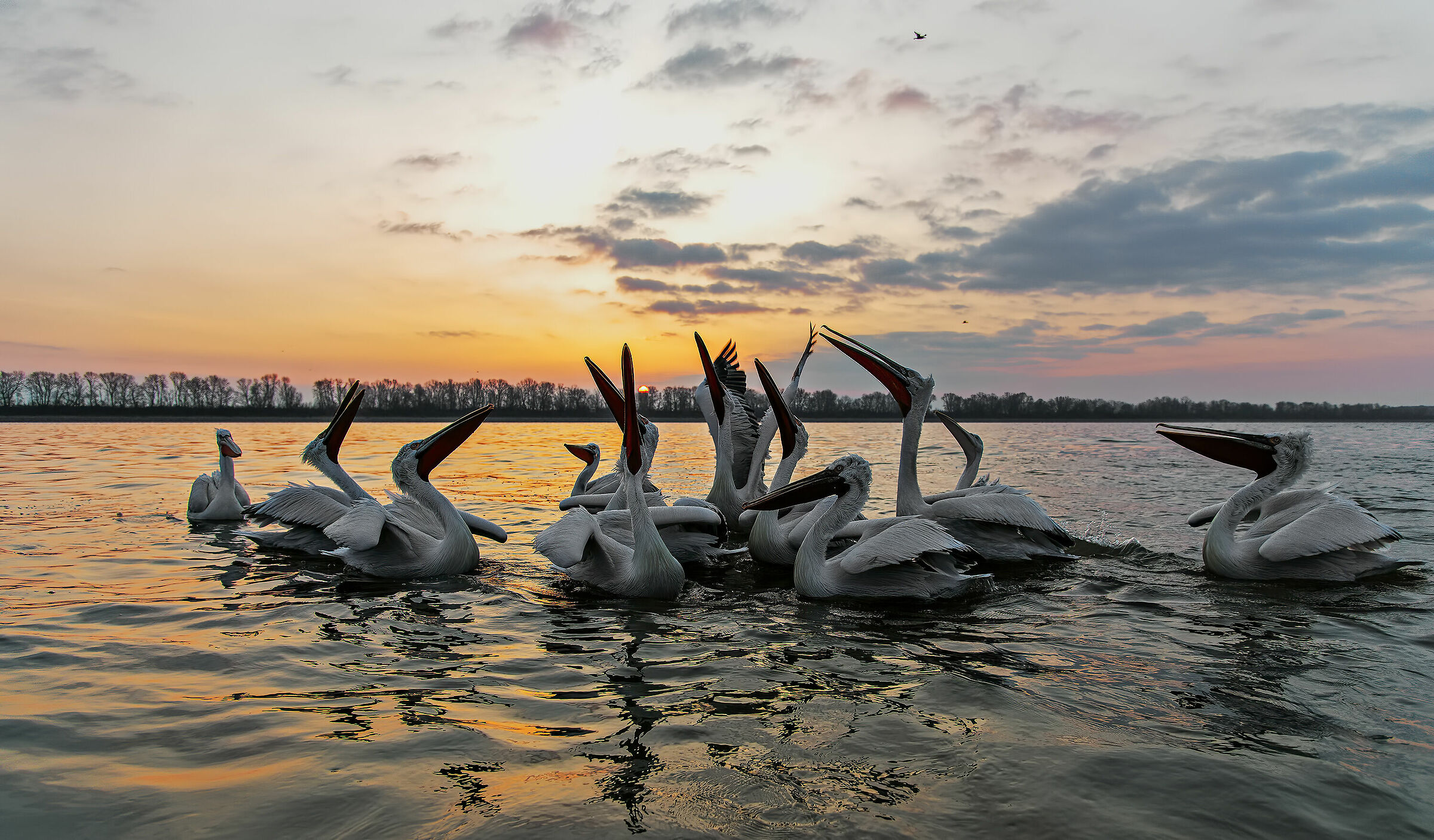 Pellicani ricci al sorgere del sole