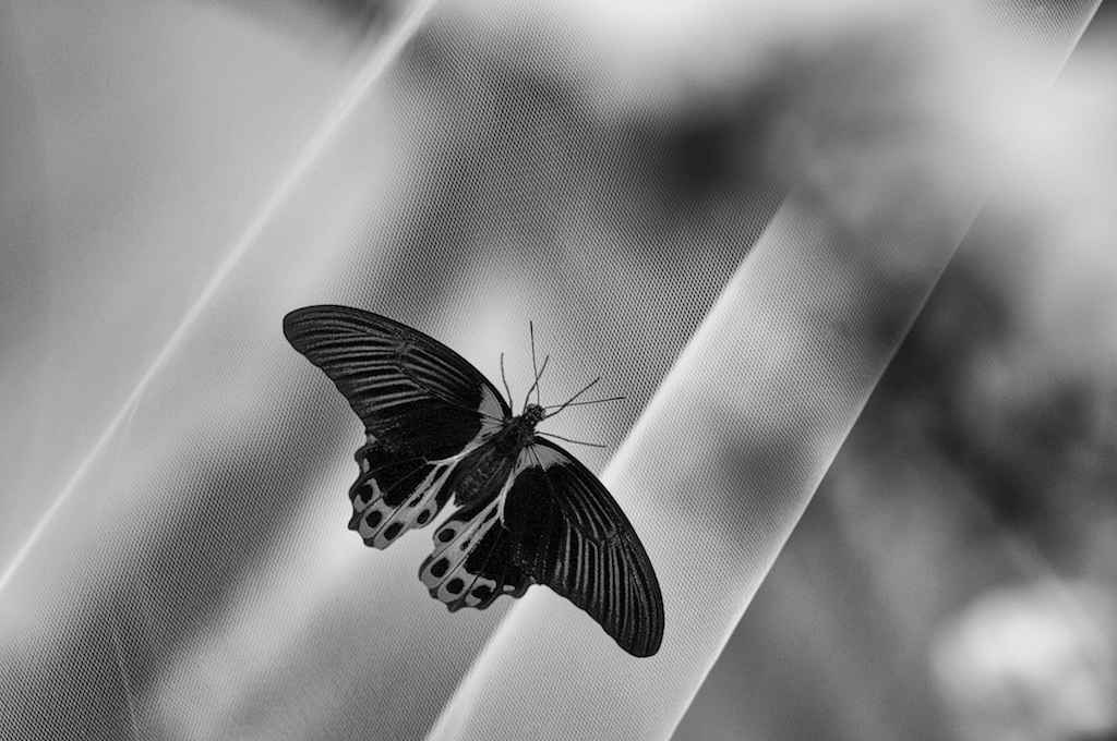 alla ricerca della libertà