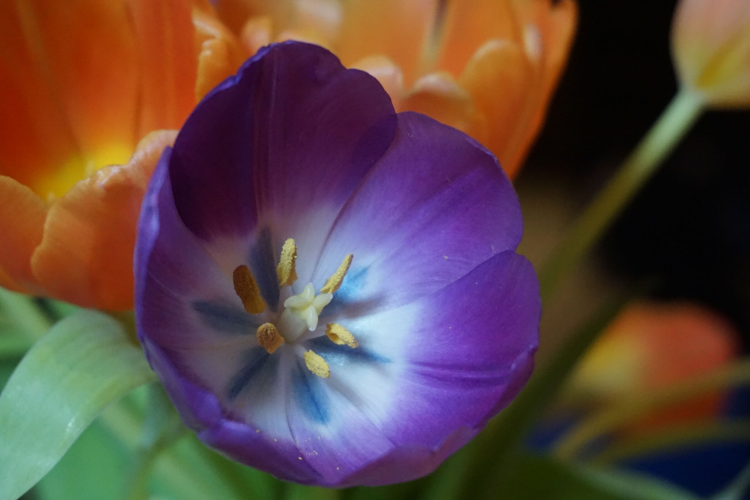 Fiori n.2